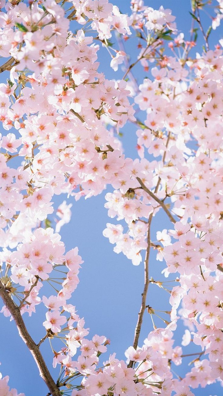 White Flower HD Wallpaper For Mobile. Best HD Wallpaper. Cherry blossom wallpaper, Phone wallpaper, Spring wallpaper