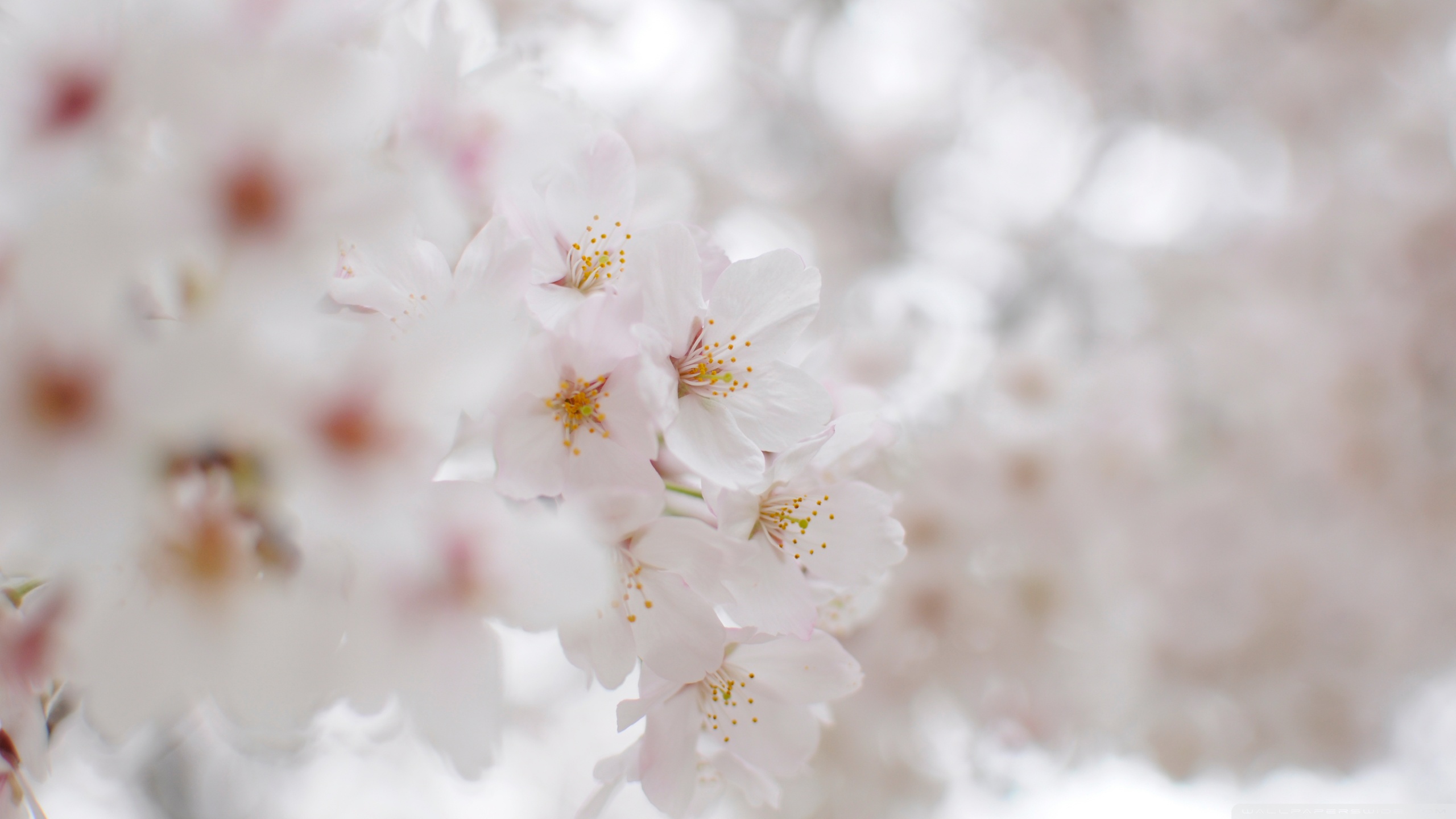 White Cherry Blossom Macro Ultra HD Desktop Background Wallpaper for 4K UHD TV, Multi Display, Dual Monitor, Tablet