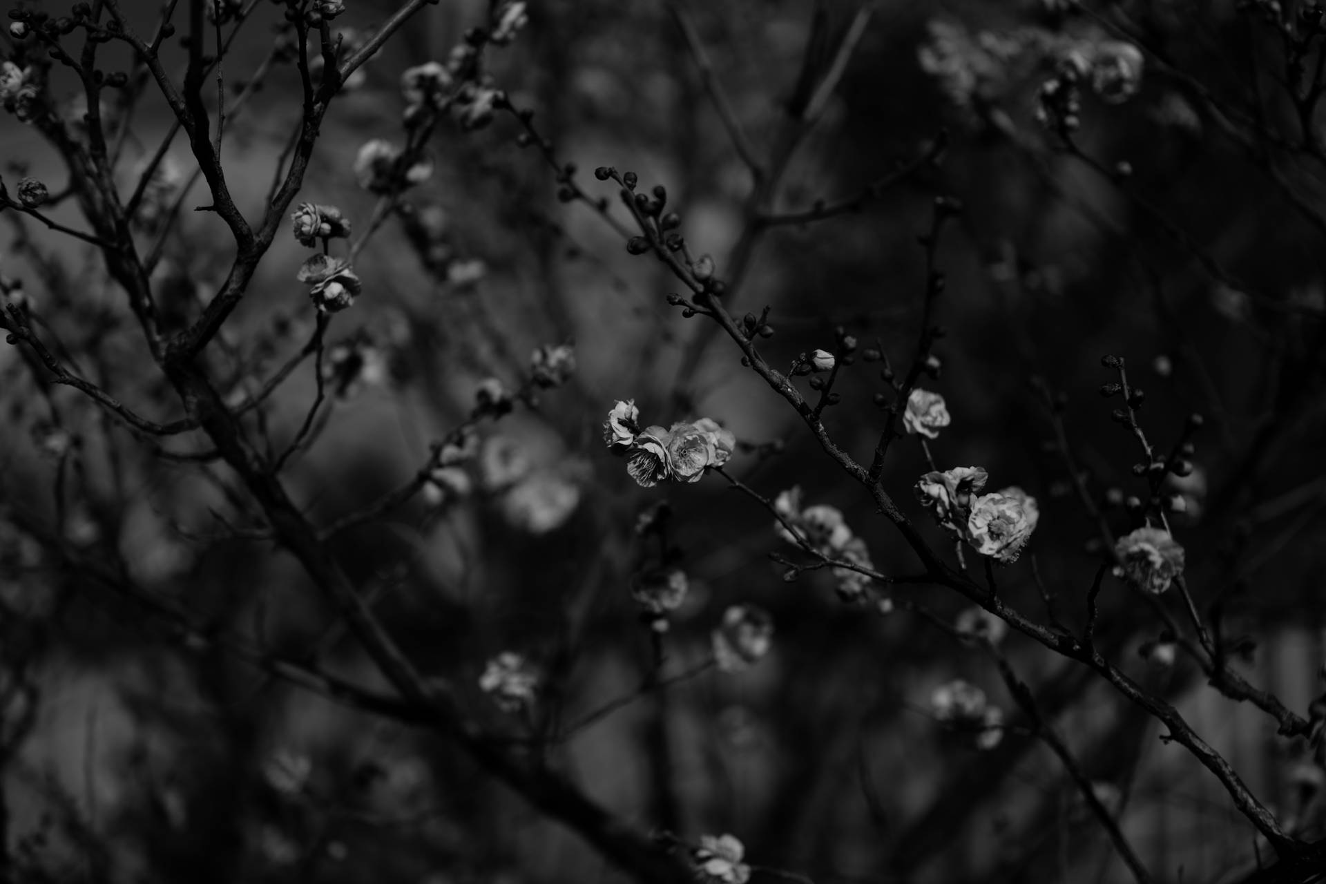 Black And White Sakura Wallpapers - Wallpaper Cave