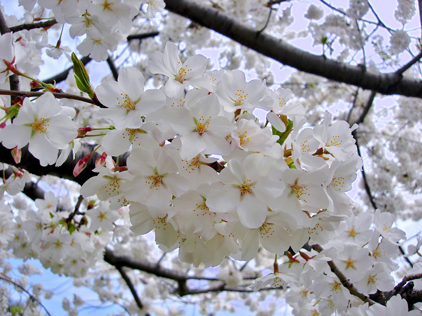 Desktop Wallpaper Sakura White flower Flowering trees