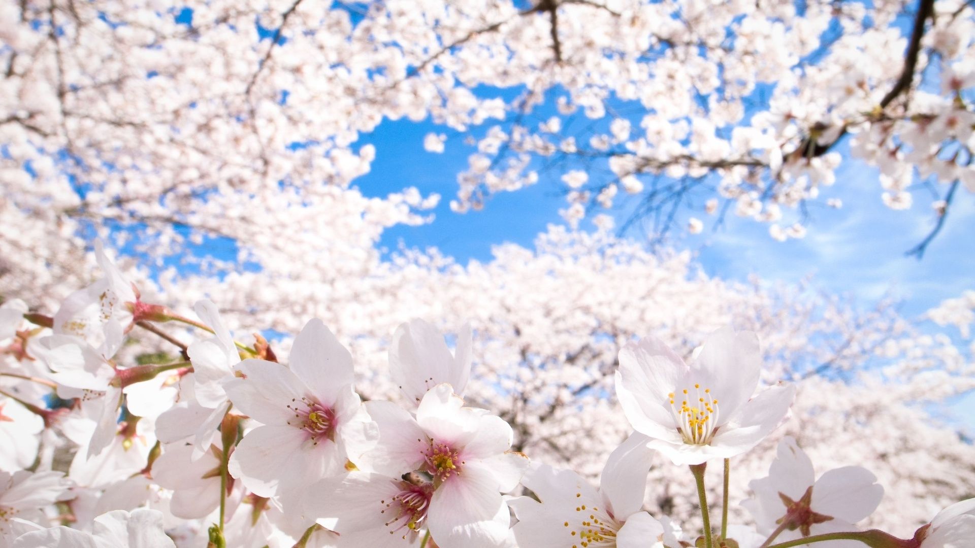 White Sakura Wallpapers - Wallpaper Cave