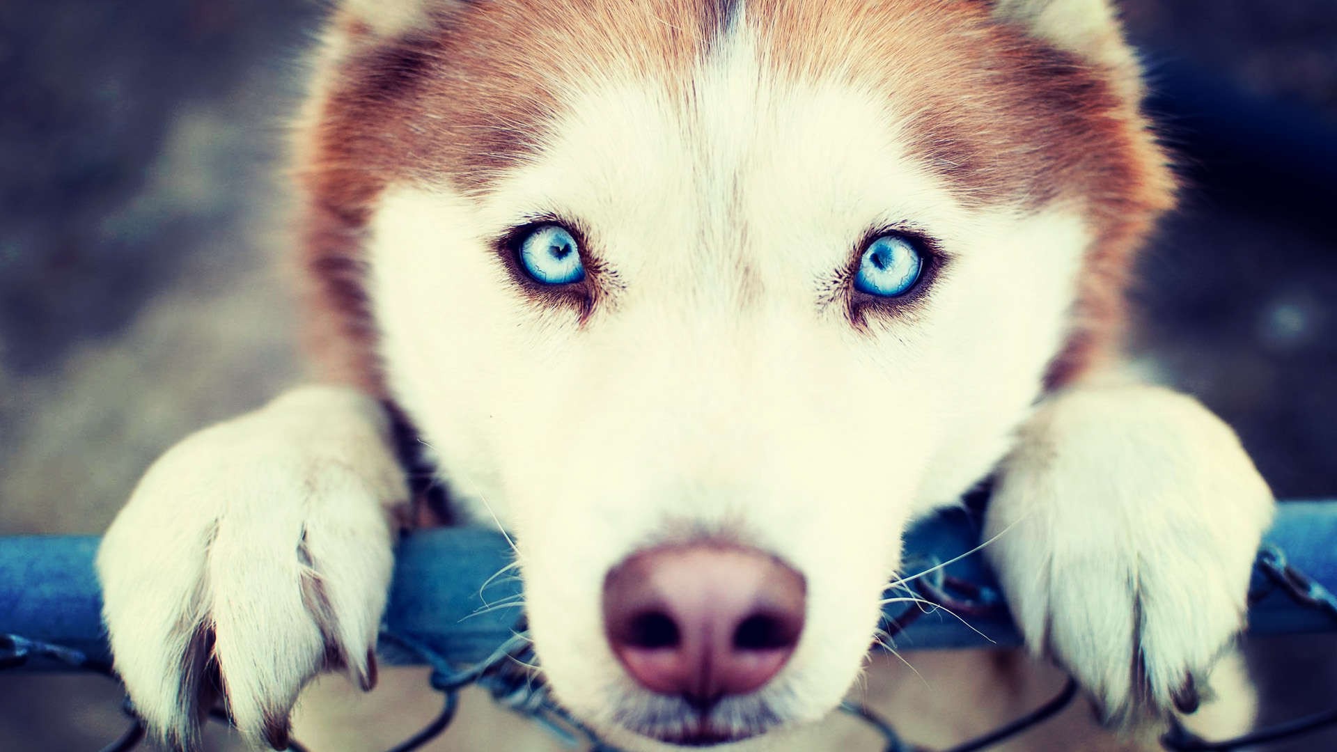 animals, Blue Eyes, Dog Wallpaper HD / Desktop and Mobile Background