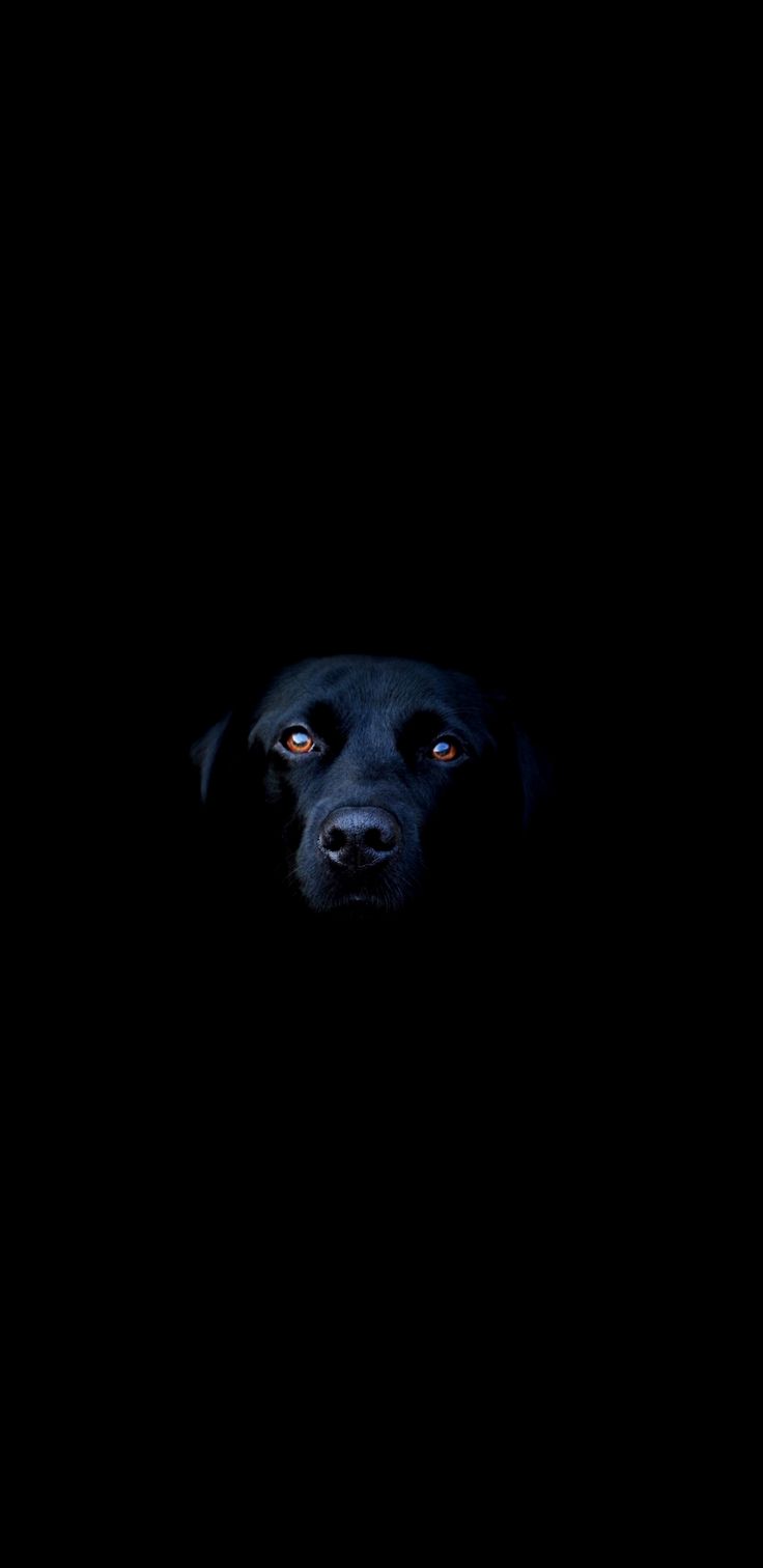 Dog Eyes Wallpapers - Wallpaper Cave