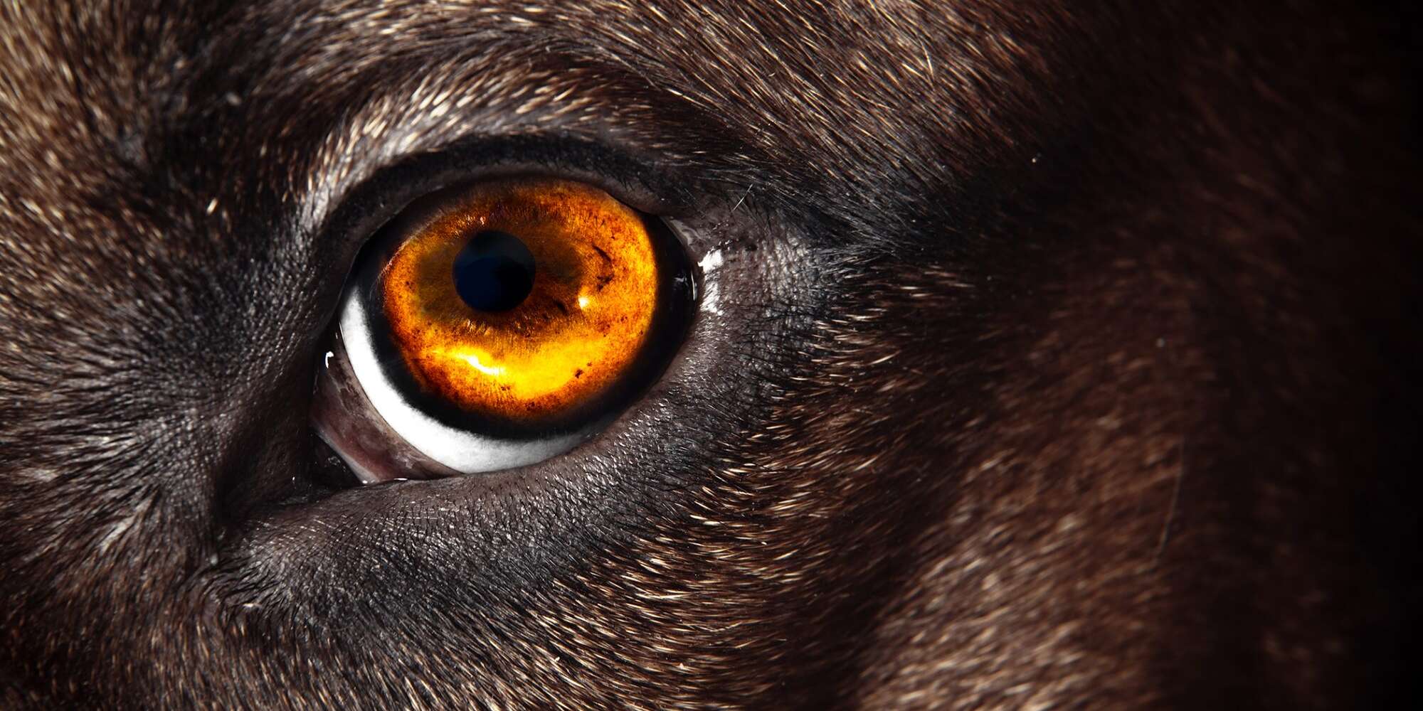 Can Dogs See in the Dark? Here's What a Vet Says