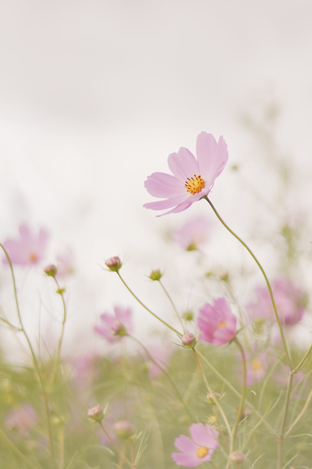 Cosmos Flower Picture. Download Free Image