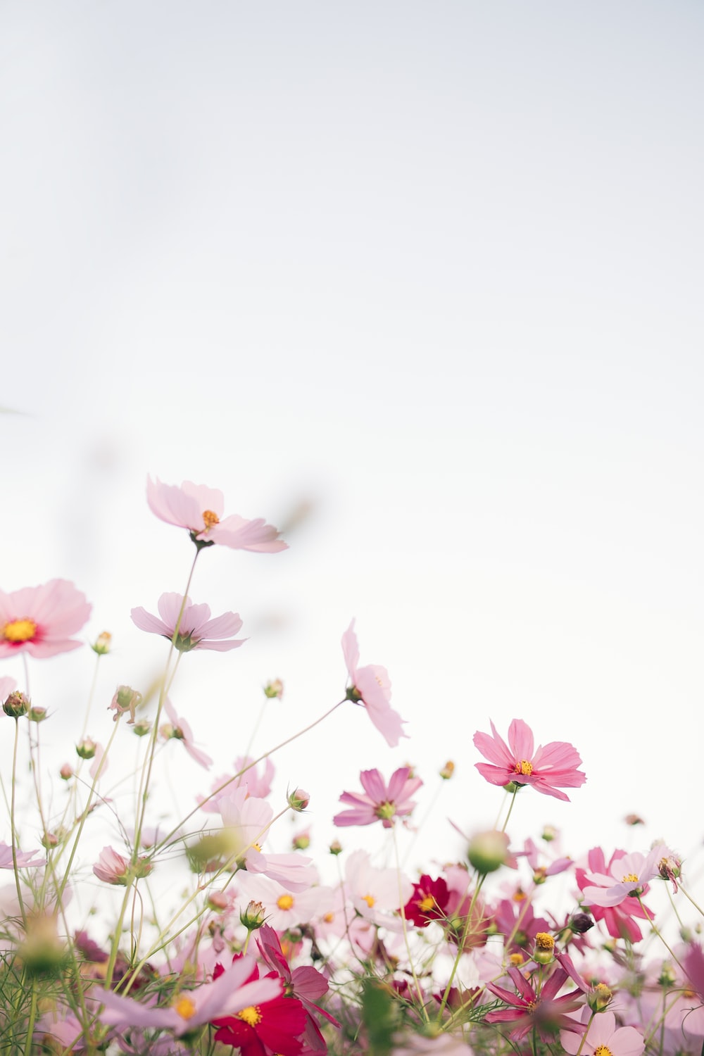 Cosmos Flower Picture. Download Free Image