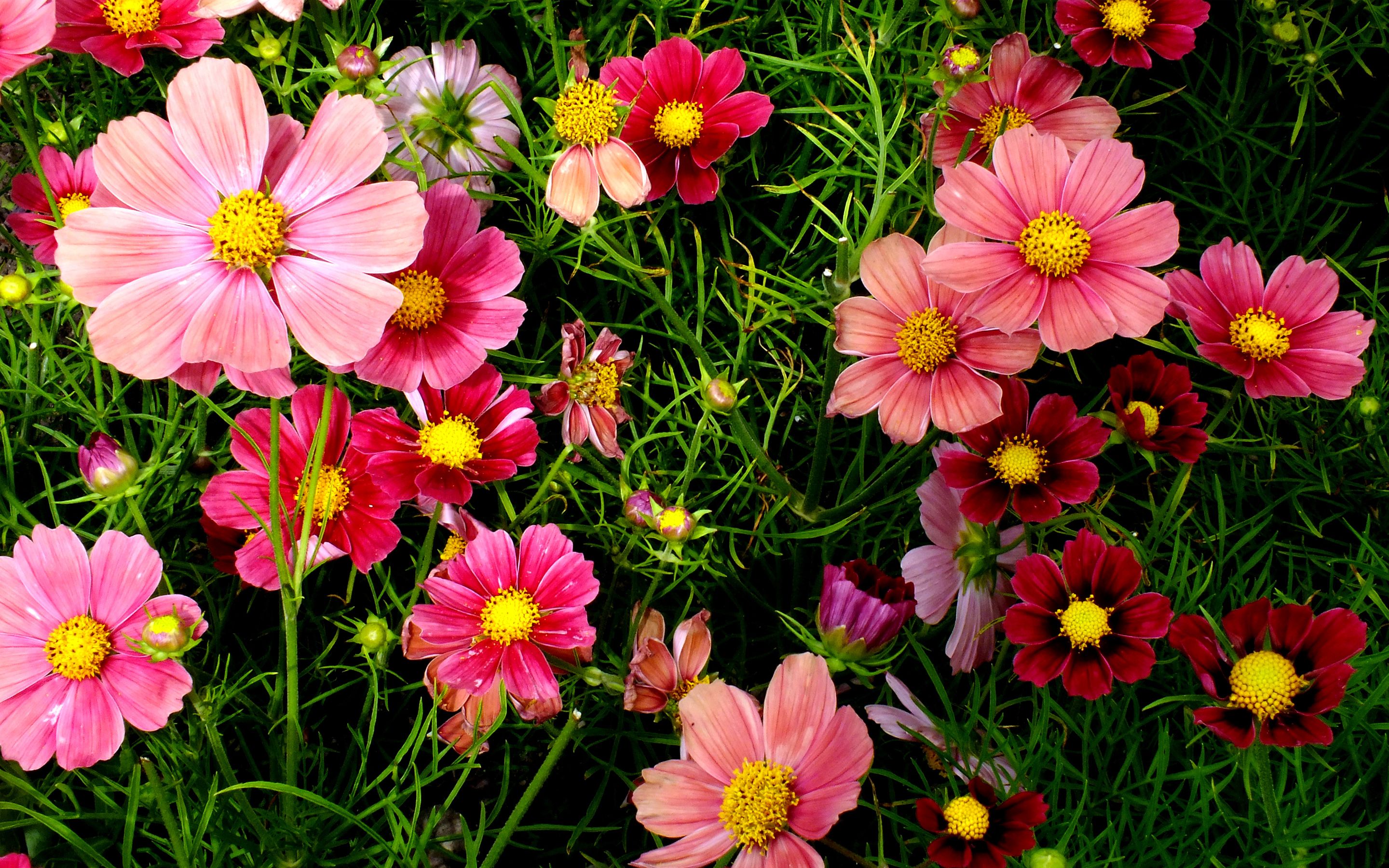 How flowering plants reproduce. Cosmos flowers, Flowers online, Flower image wallpaper