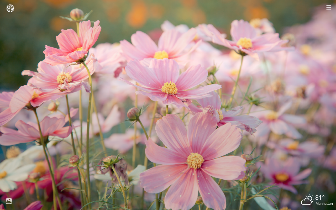 Cosmos Flowers HD Wallpaper New Tab