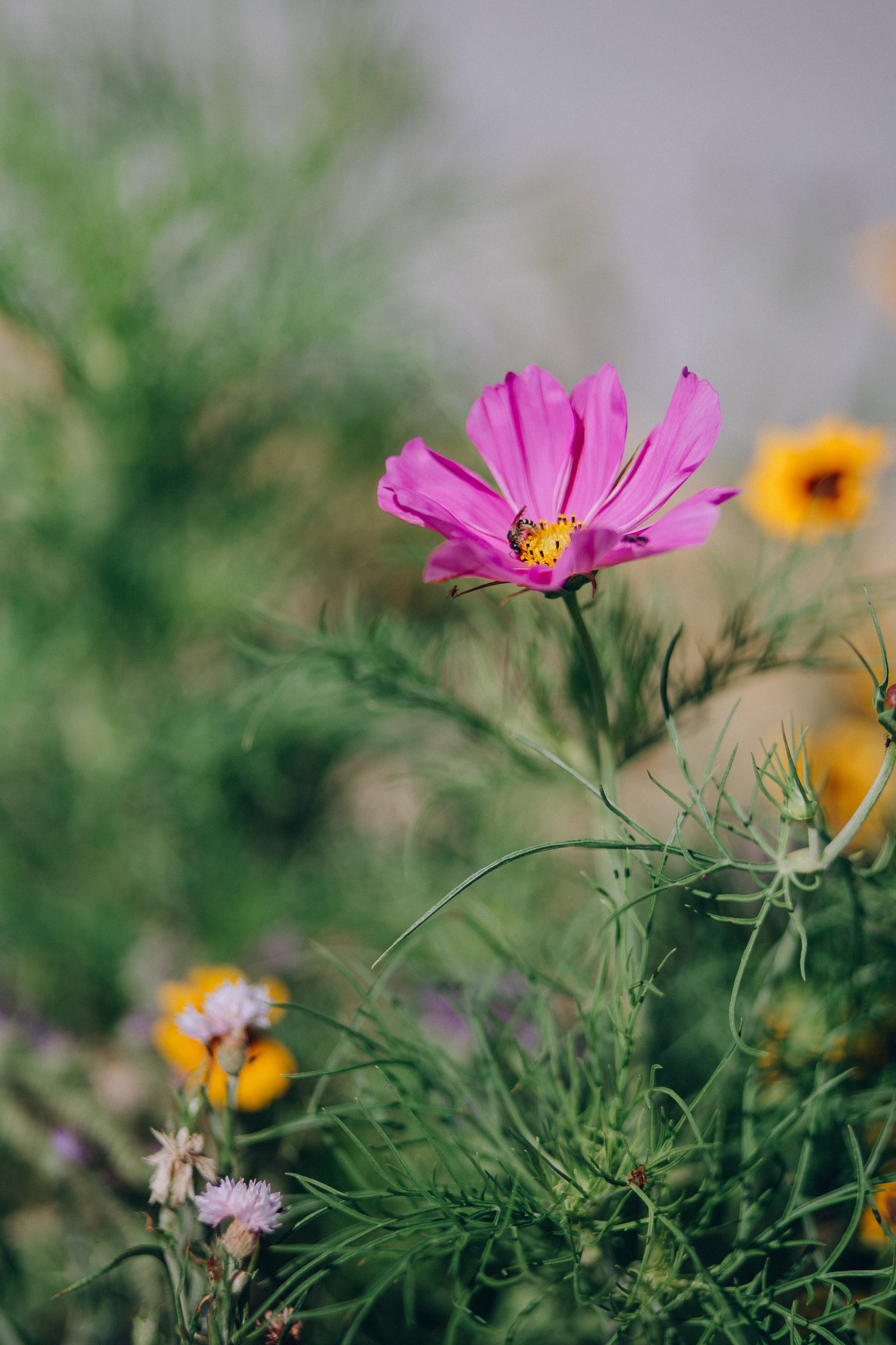 Cosmos Flowers Photo, Download Free Cosmos Flowers & HD Image