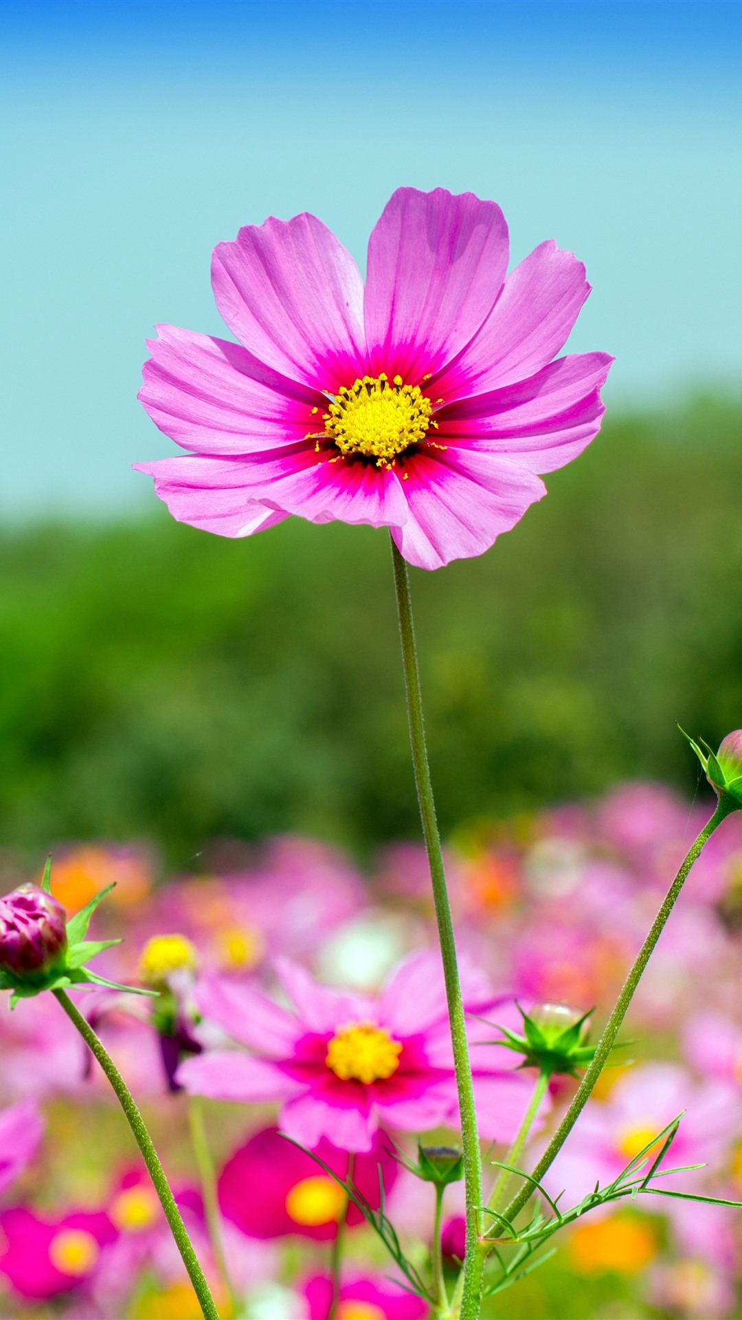 Wallpaper Pink cosmos flowers, summer 5120x2880 UHD 5K Picture, Image