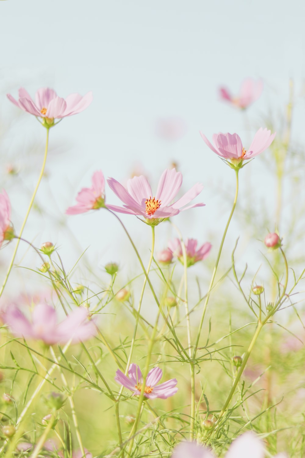 Cosmos Flowers Picture. Download Free Image