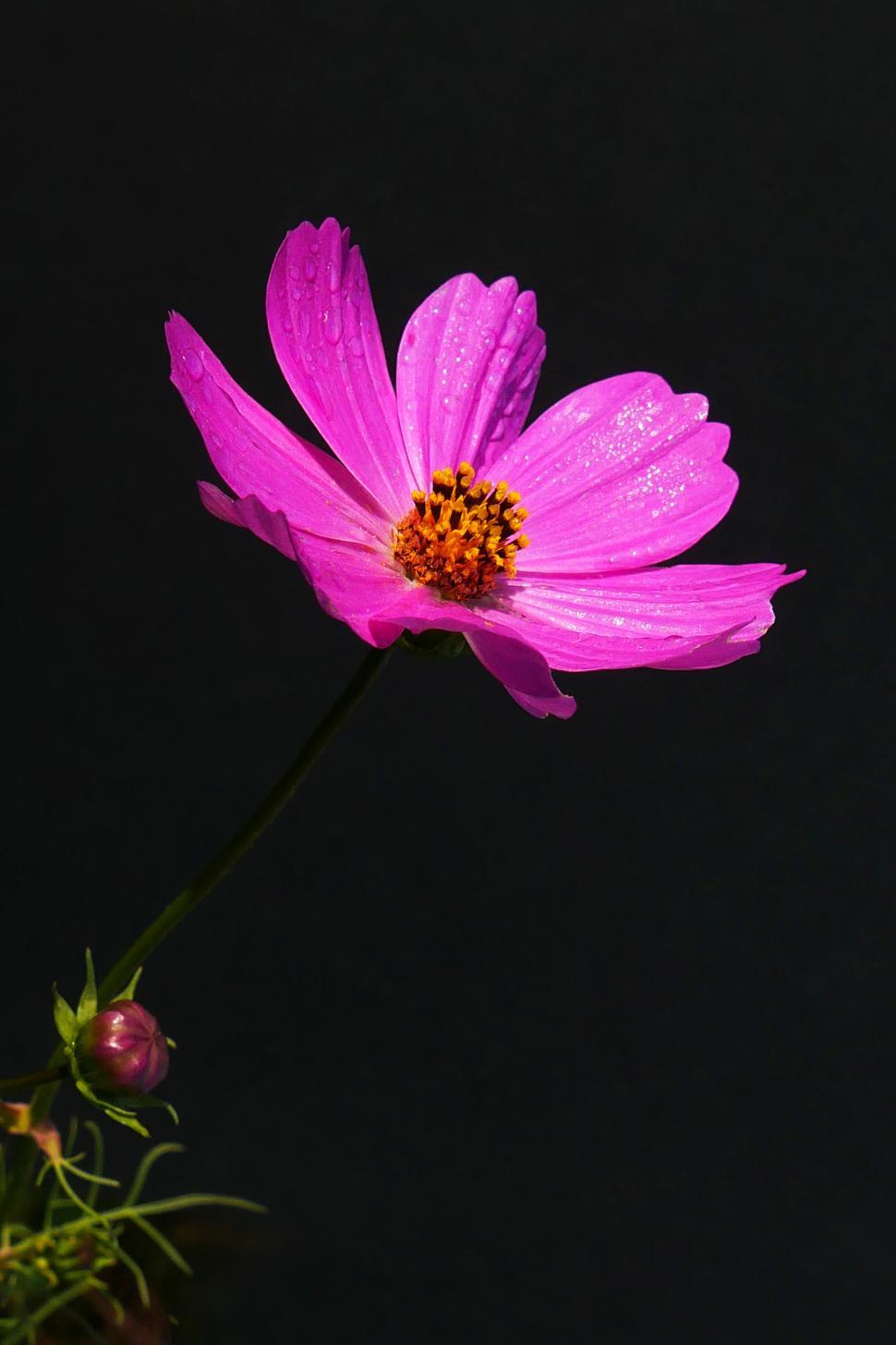 Free of Cosmos Flower on Dark Background. Download Free Image and Free Illustrations