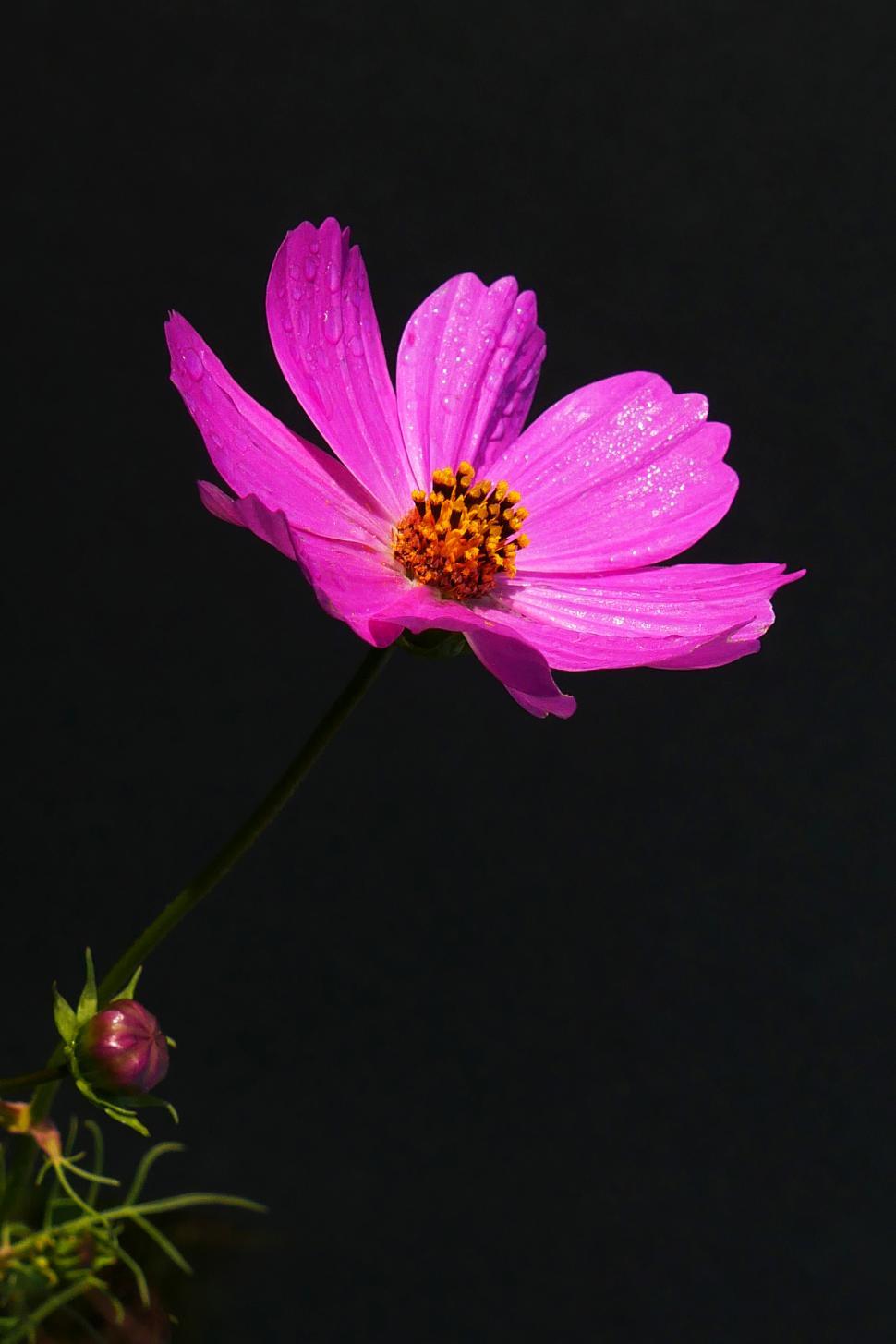 Cosmos Flower Wallpapers Wallpaper Cave