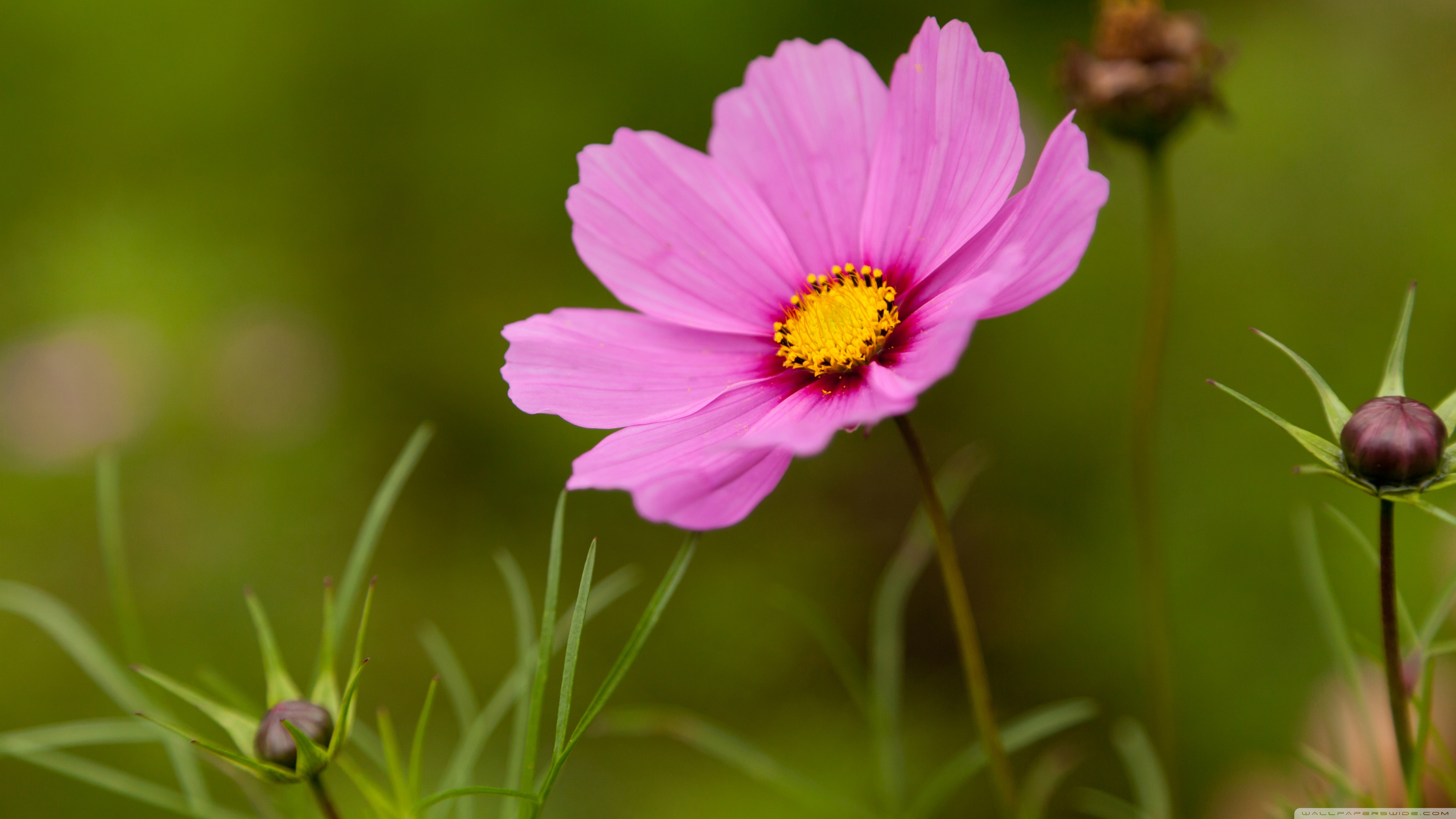 Pink Cosmos Flower Ultra HD Desktop Background Wallpaper for 4K UHD TV, Tablet