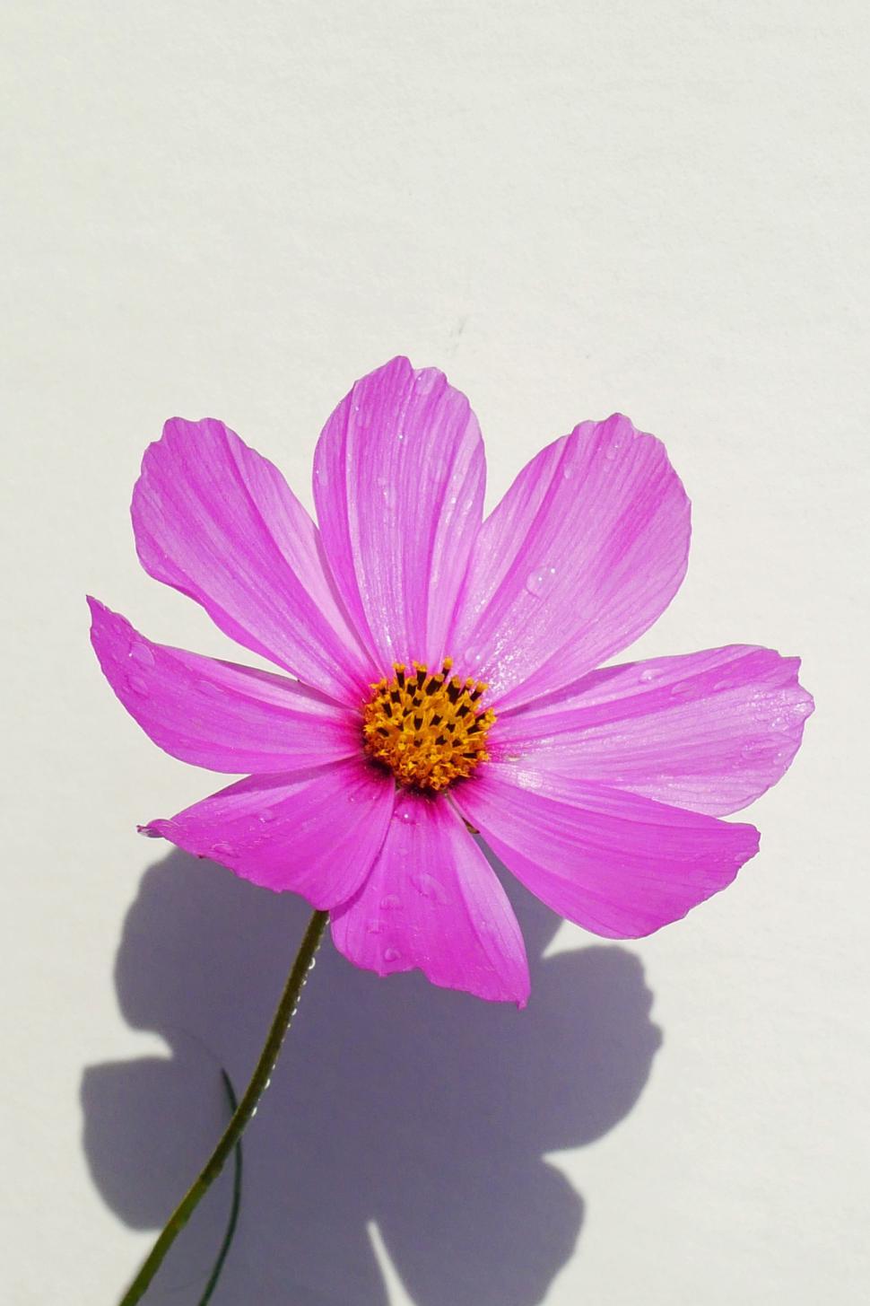 Free of Cosmos Flower. Download Free Image and Free Illustrations