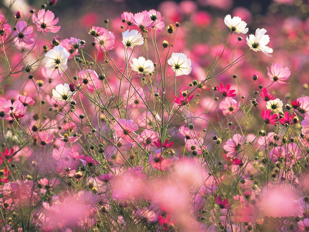 1256288208_1024x768_colorful Cosmos Flowers Wallpaper