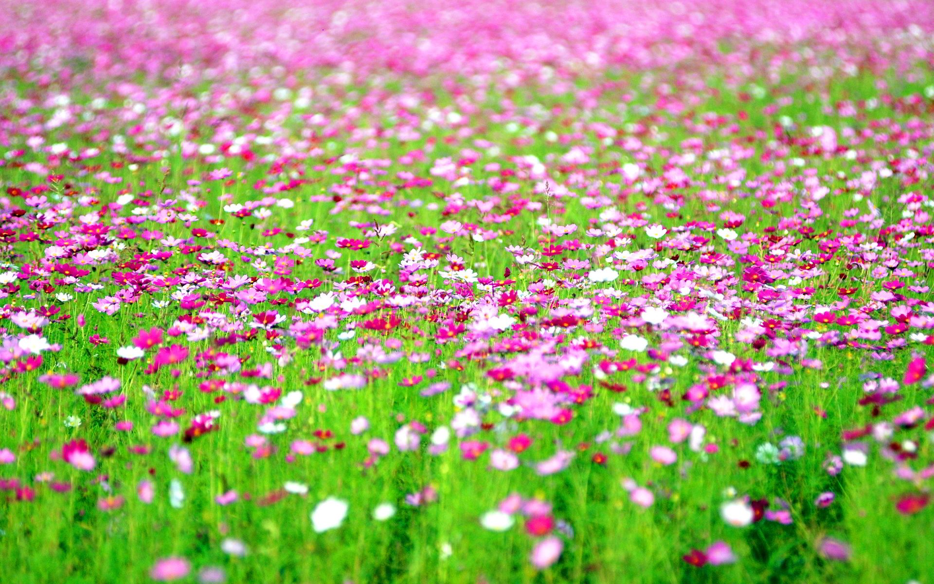Ultra HD cosmos flowers field HQ Picture. Cosmos flowers, Field wallpaper, Flower field