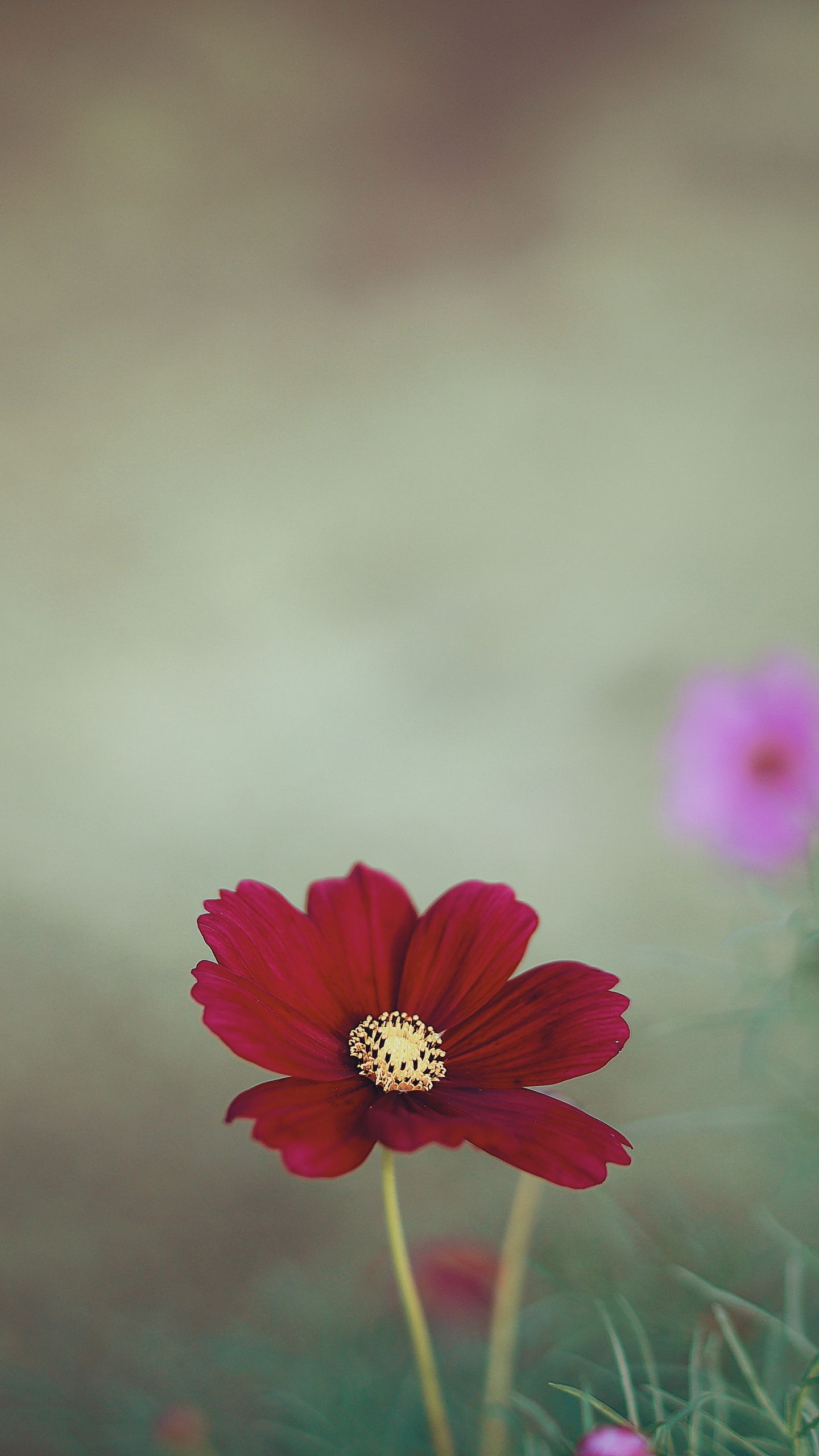 Download Wallpaper 1440x2560 Cosmos, Flower, Close Up, Field Qhd Samsung Galaxy S6, S7, Edge, Note, Lg G4 HD Background