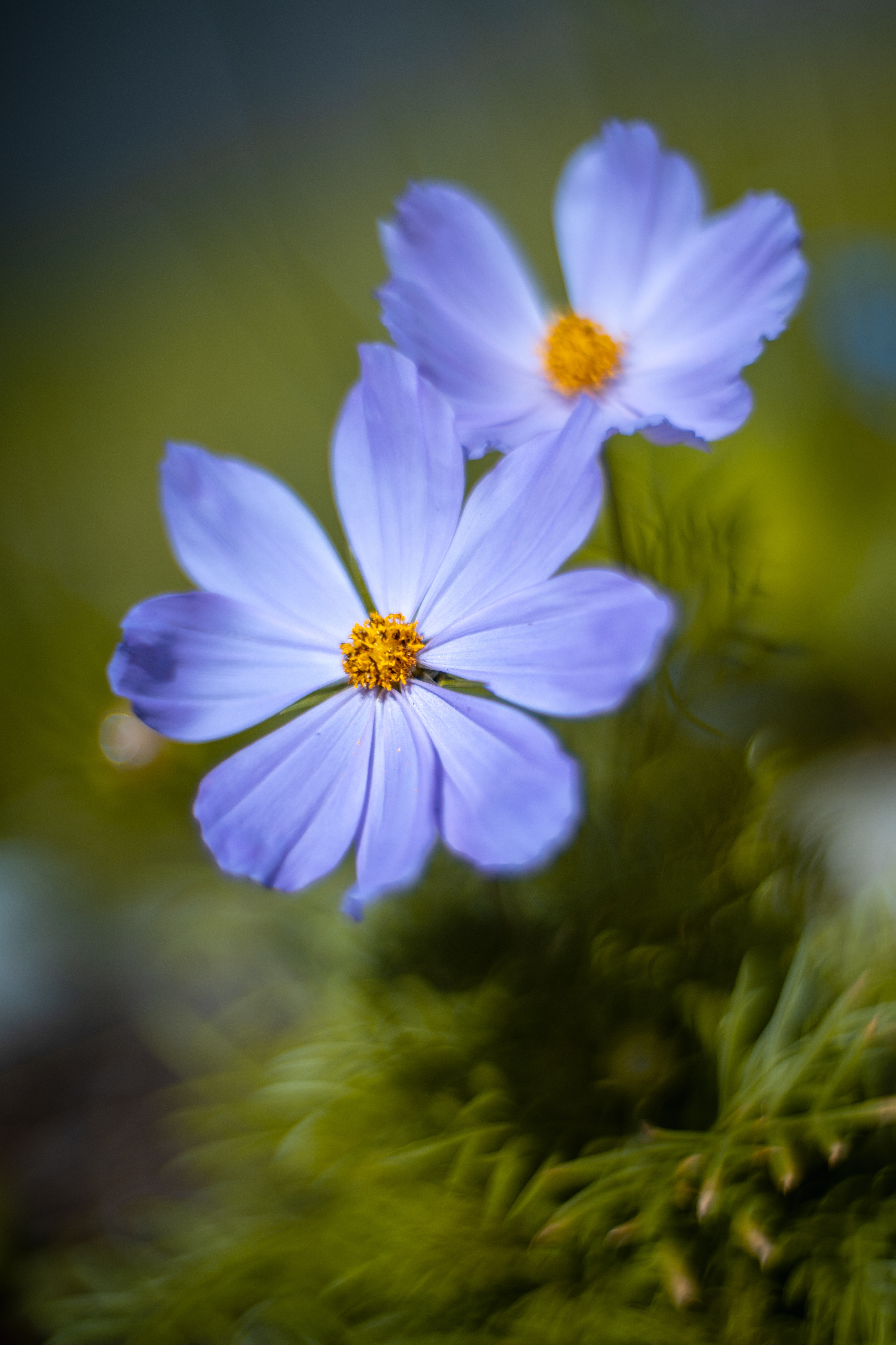 Cosmos Flower Photo, Download Free Cosmos Flower & HD Image