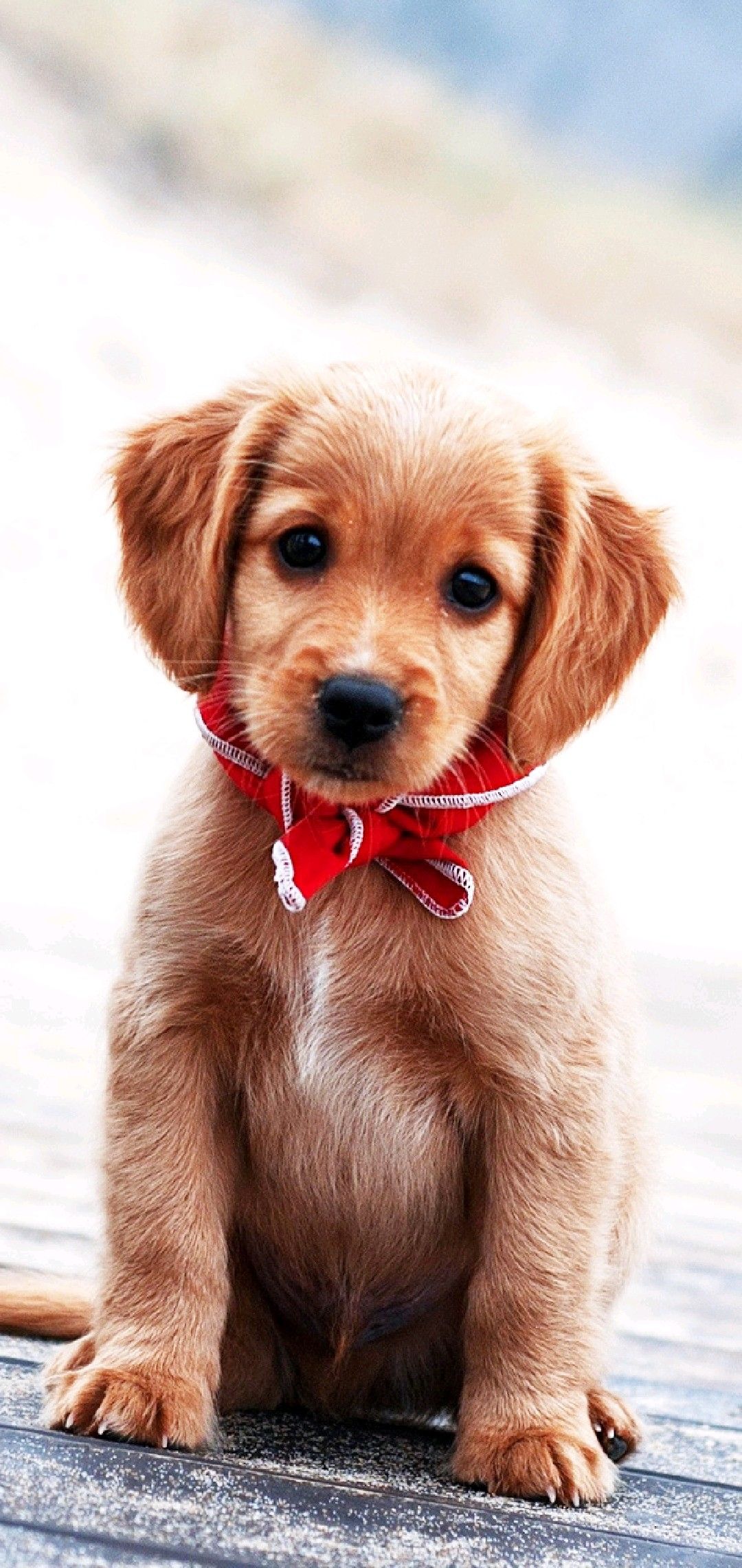 Really Cute Dogs Wallpapers - Wallpaper Cave