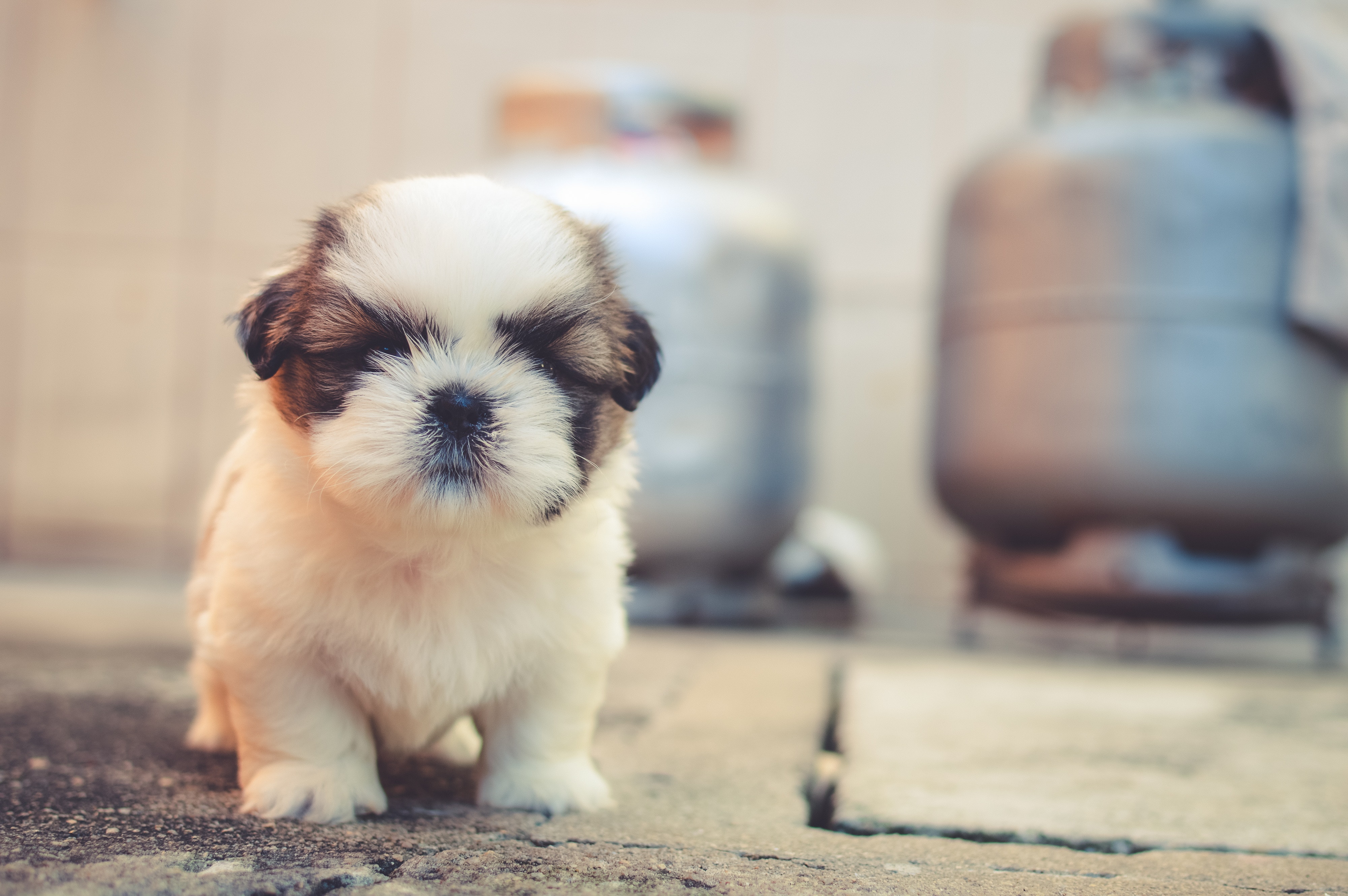 Cute Dogs Photo, Download Free Cute Dogs & HD Image