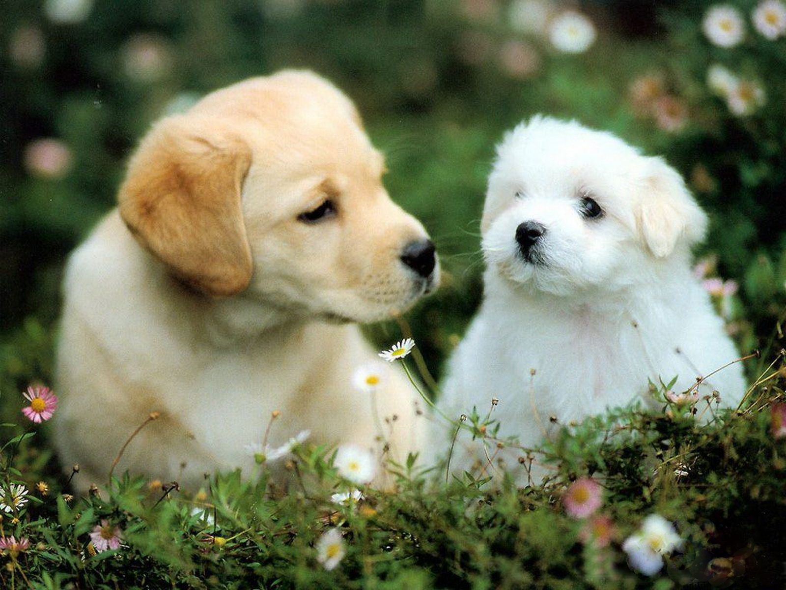 Free download WallpaperfreekS HD Cute Dogs Wallpaper 1600X1200 [1600x1200] for your Desktop, Mobile & Tablet. Explore Adorable Puppy Wallpaper. Cute Puppy Photo Wallpaper, Cute Puppies Wallpaper for Desktop, Cute