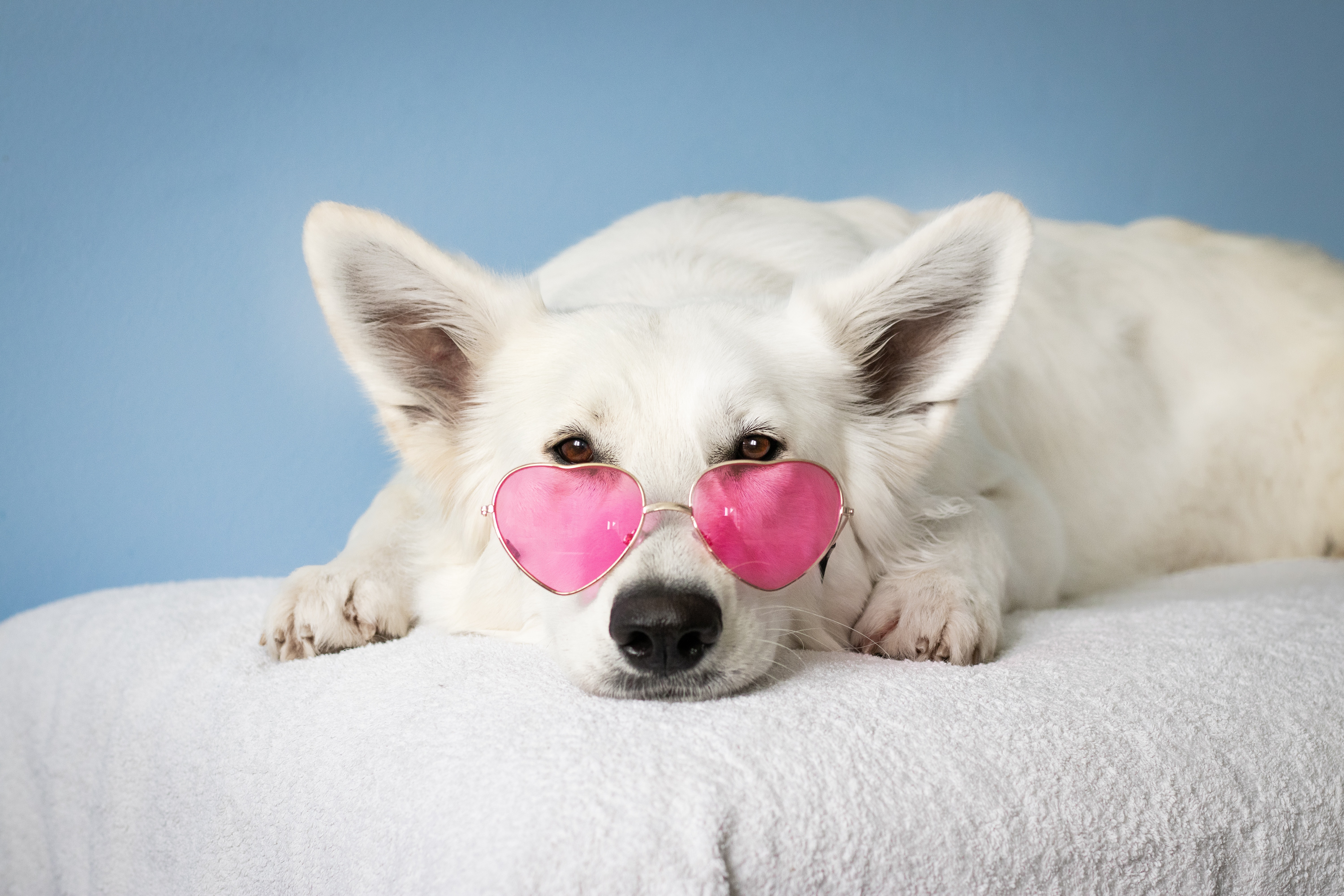 Cute Dog Photo, Download Free Cute Dog & HD Image