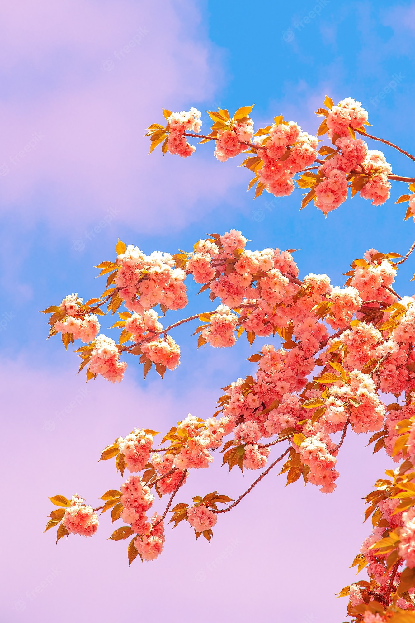 Premium Photo. Fashion aesthetics wallpaper. pink flowers. cherry blossom tree. spring fashion vibes