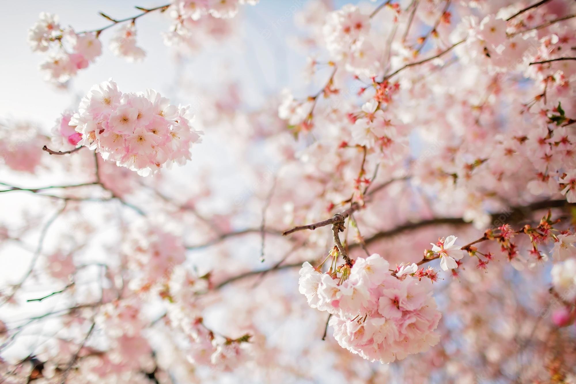 Premium Photo. Blooming sakura branch in the blossom garden happy spring vibes natural floral background