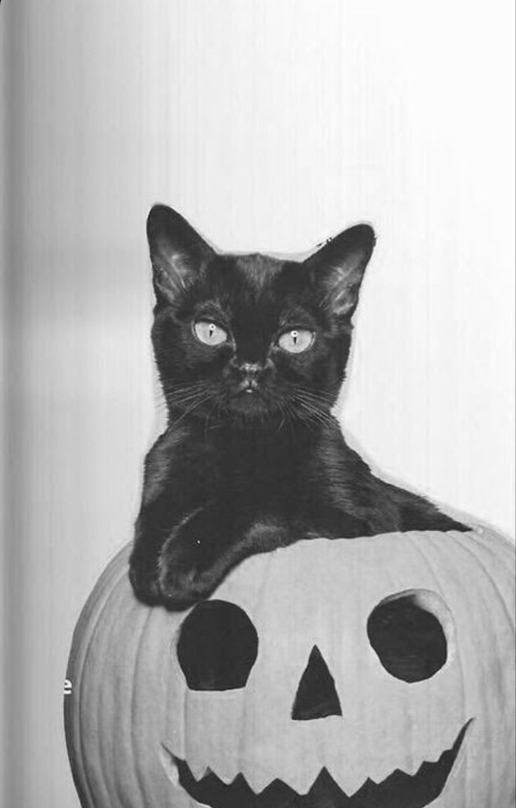 Vintage Halloween Kitty. Vintage halloween photo, Vintage halloween art, Halloween photo
