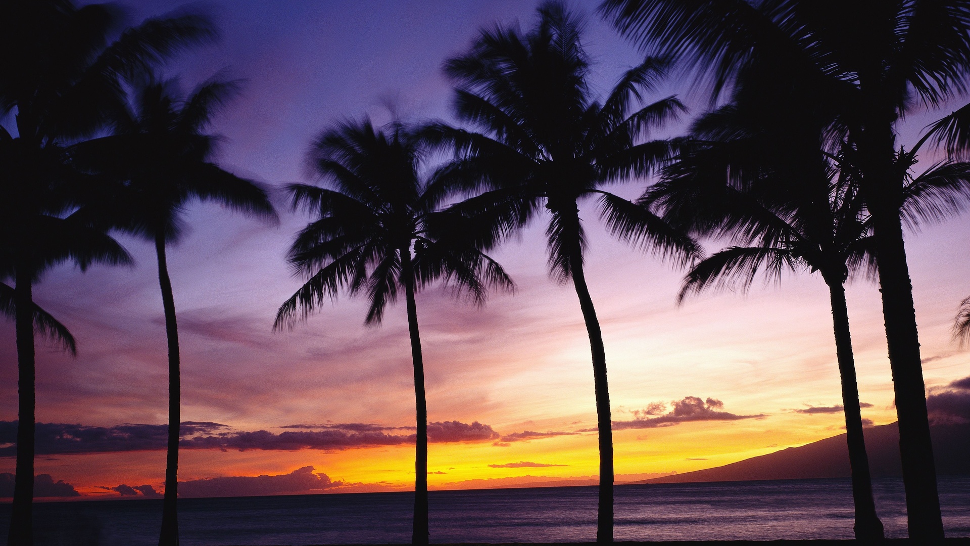 Nature palm trees tropical sky sunset sunrise wallpaperx1080