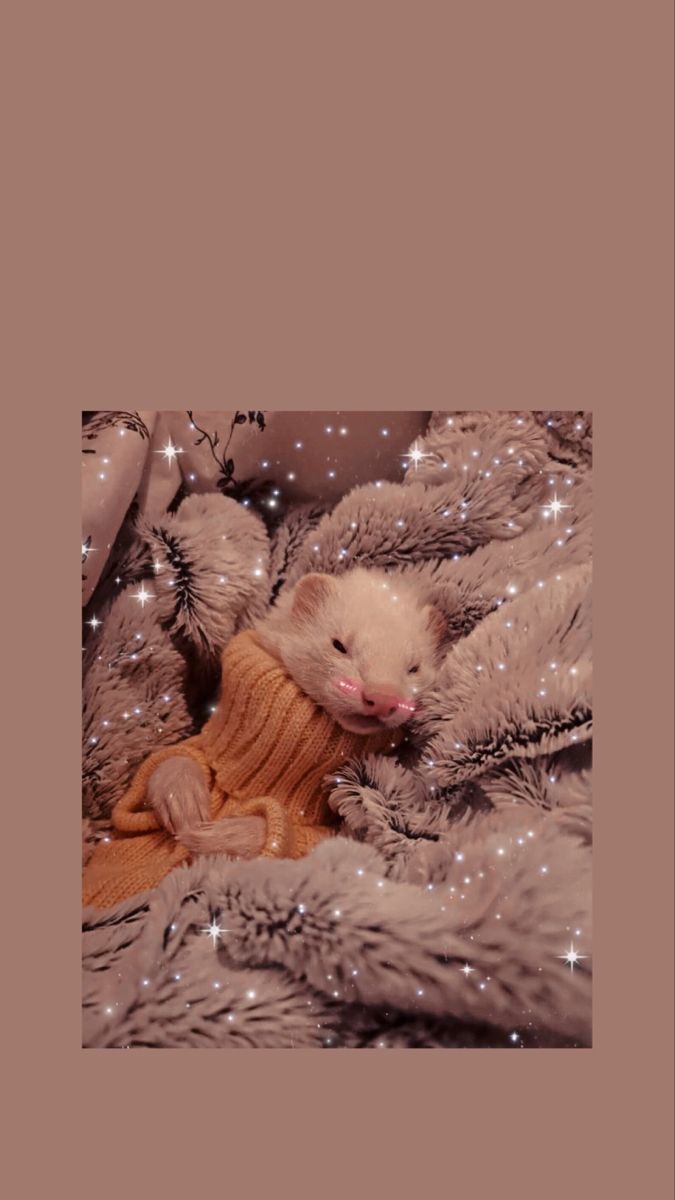 Ferret wallpaper phone #ferret #ferretgram #wallpapertumblr #wallpaper #wallpaperforiphone #wallpaperforyourphone. Cute ferrets, Cute wild animals, Pet ferret