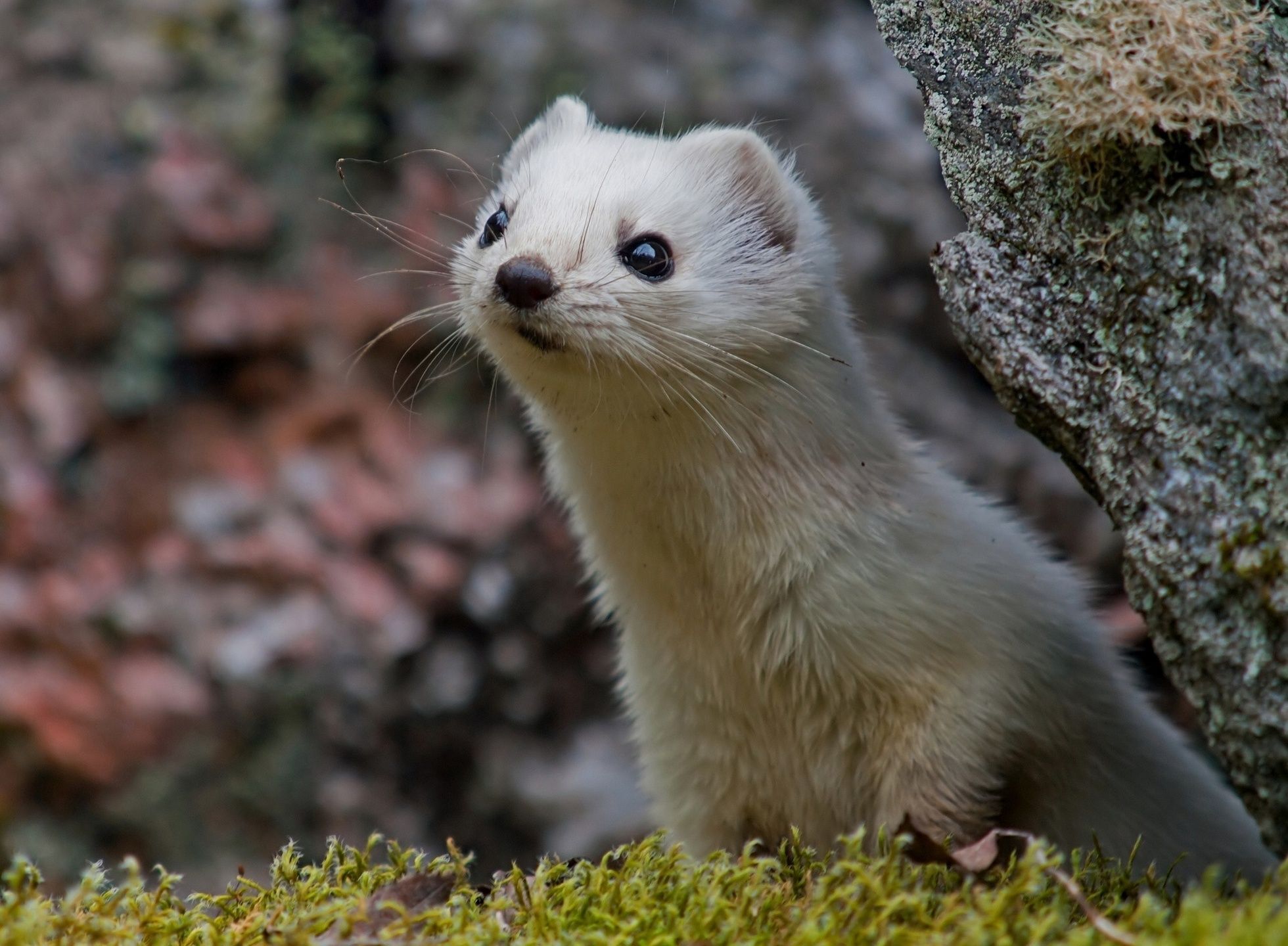Ferret HD Wallpaper and Background