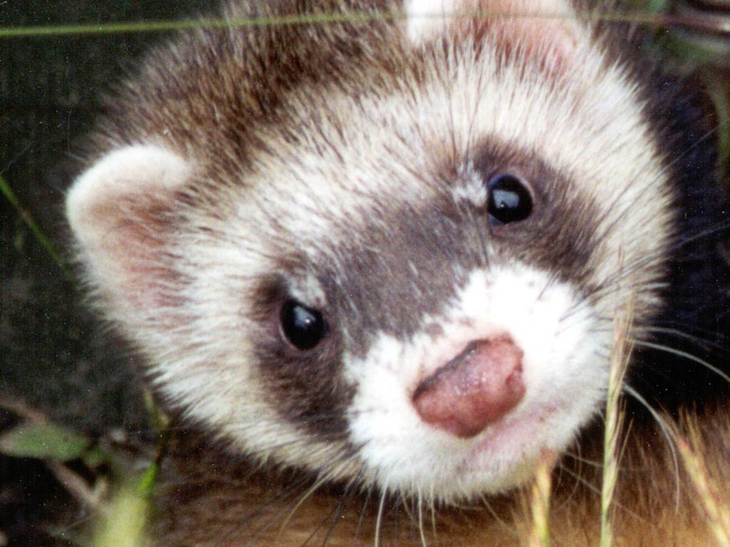 Ferret Wallpaper