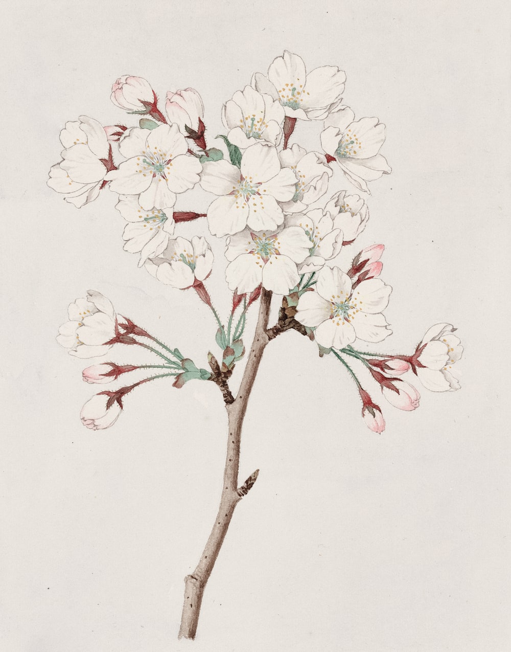 Flower Drawing Picture. Download Free Image