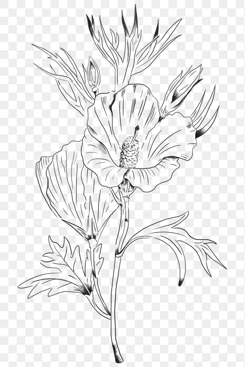 Flower Image. Free HD Background, PNGs, Vector Graphics, Illustrations