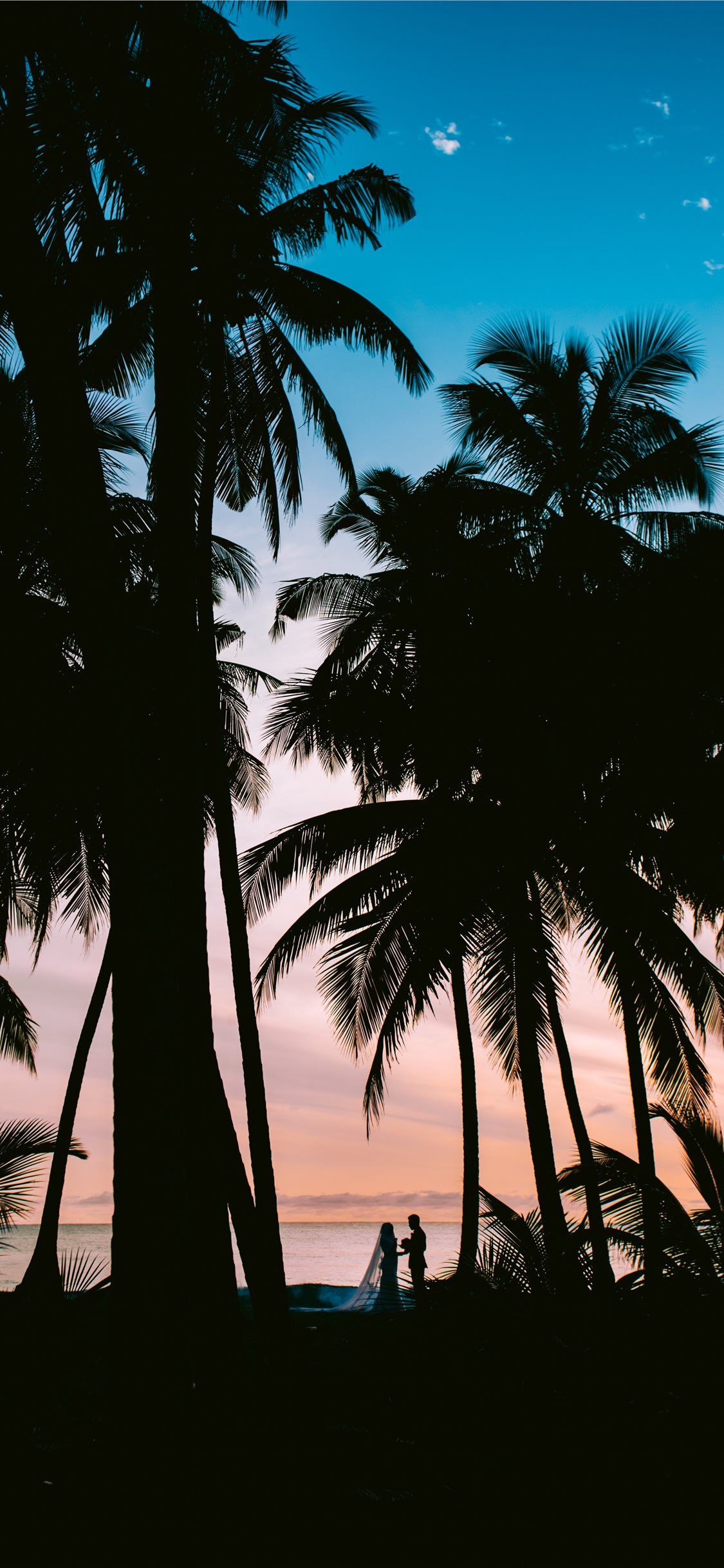 silhouette photography of coconut palm trees Wallpaper. Palm trees wallpaper, Beautiful wallpaper, Tree wallpaper