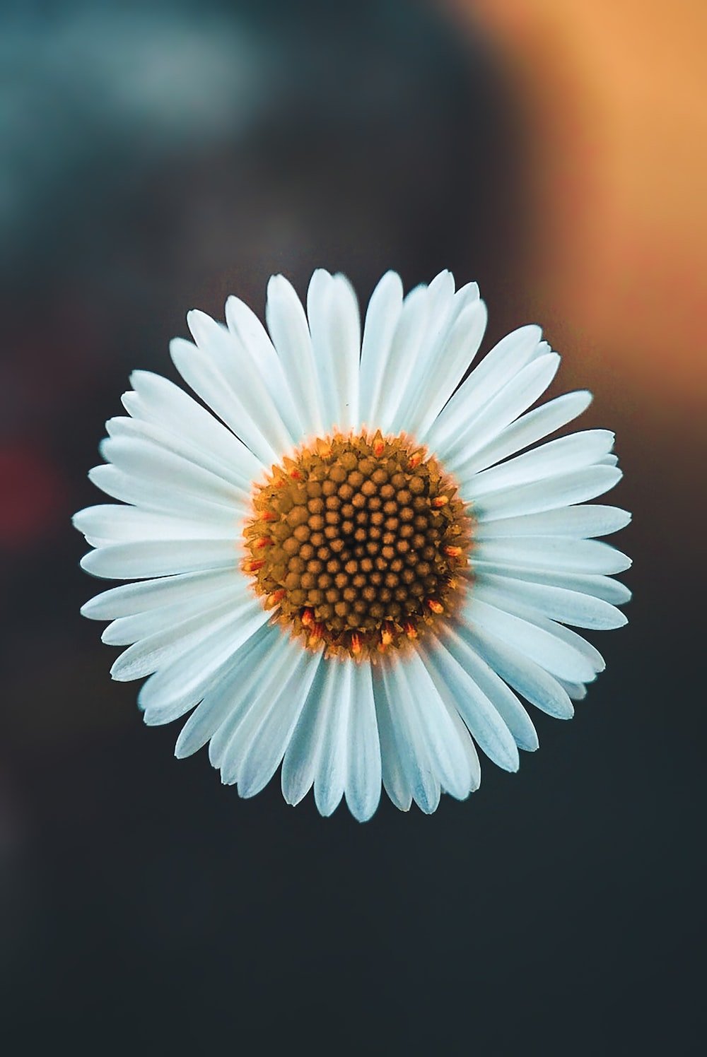 Daisy Flower Picture. Download Free Image
