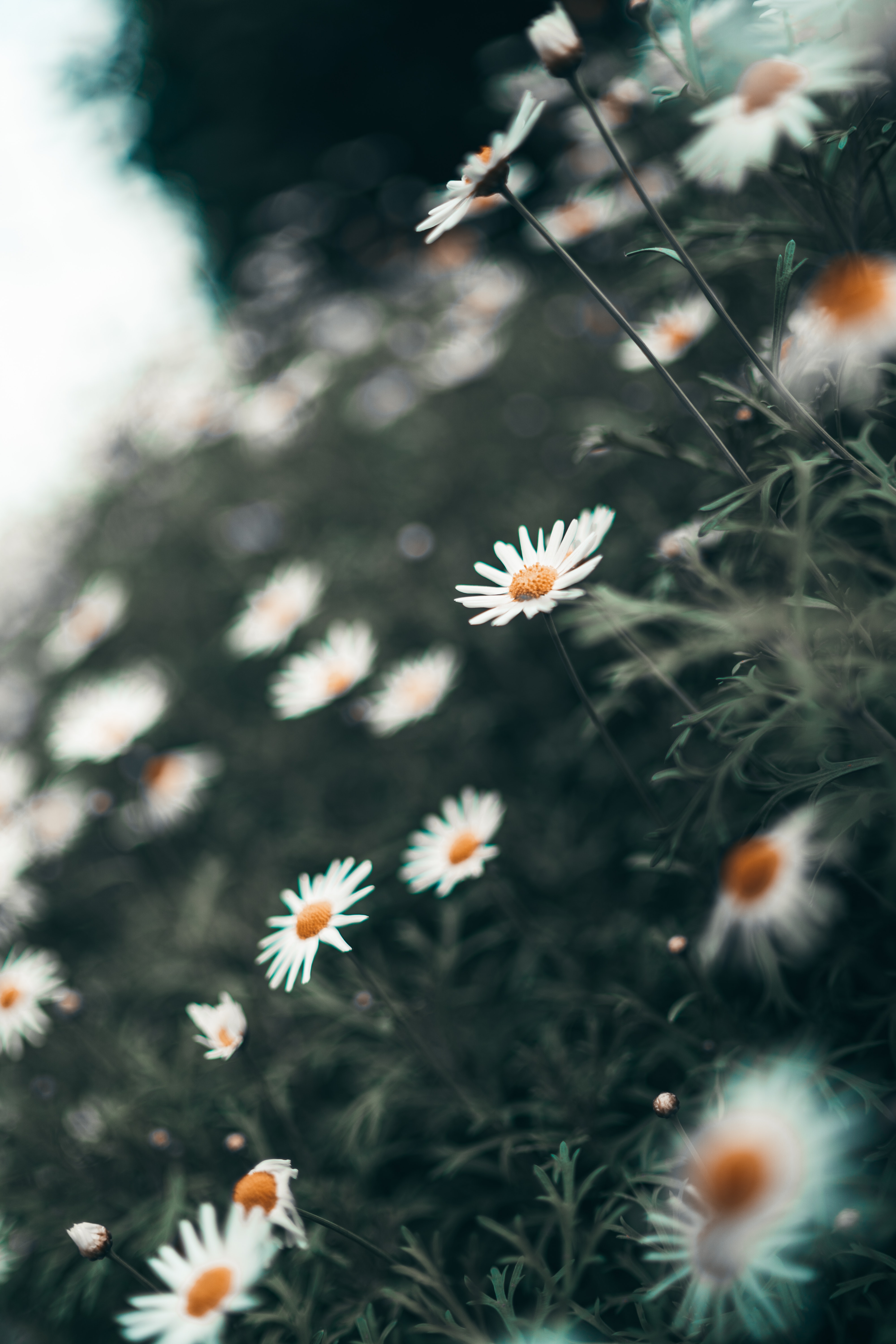 Selective Focus Photography of Daisy Flowers · Free
