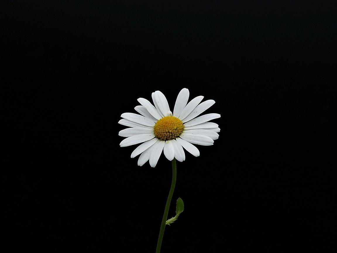 Simple Daisy Wallpaper Free Simple Daisy Background