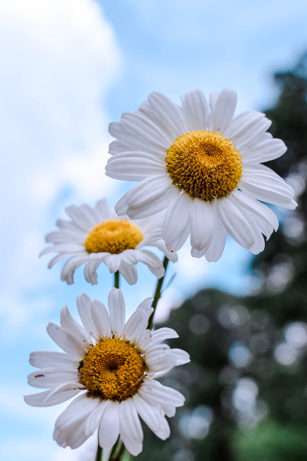 Daisy Flower Picture. Download Free Image