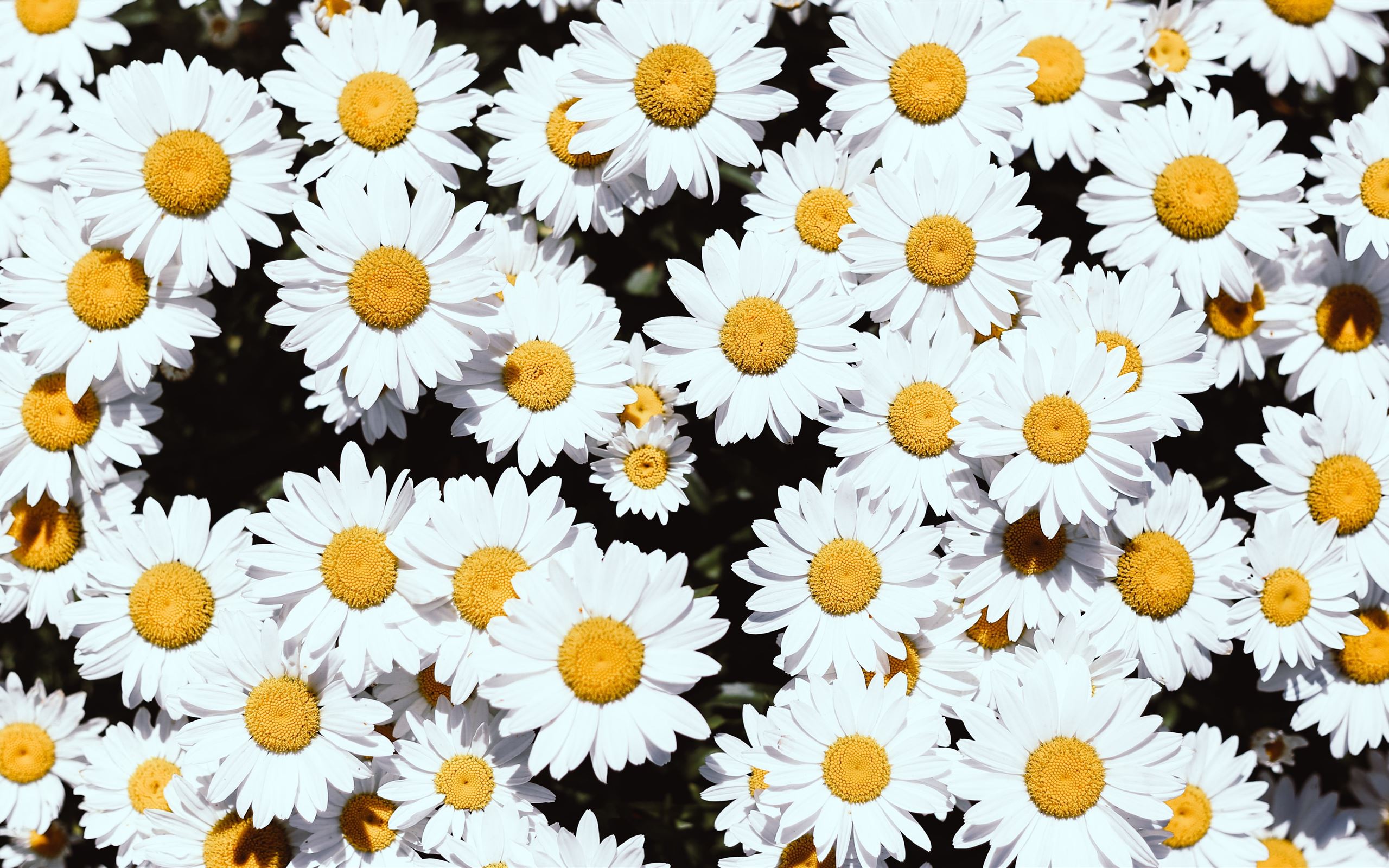 white Daisy flowers MacBook Air Wallpaper Download