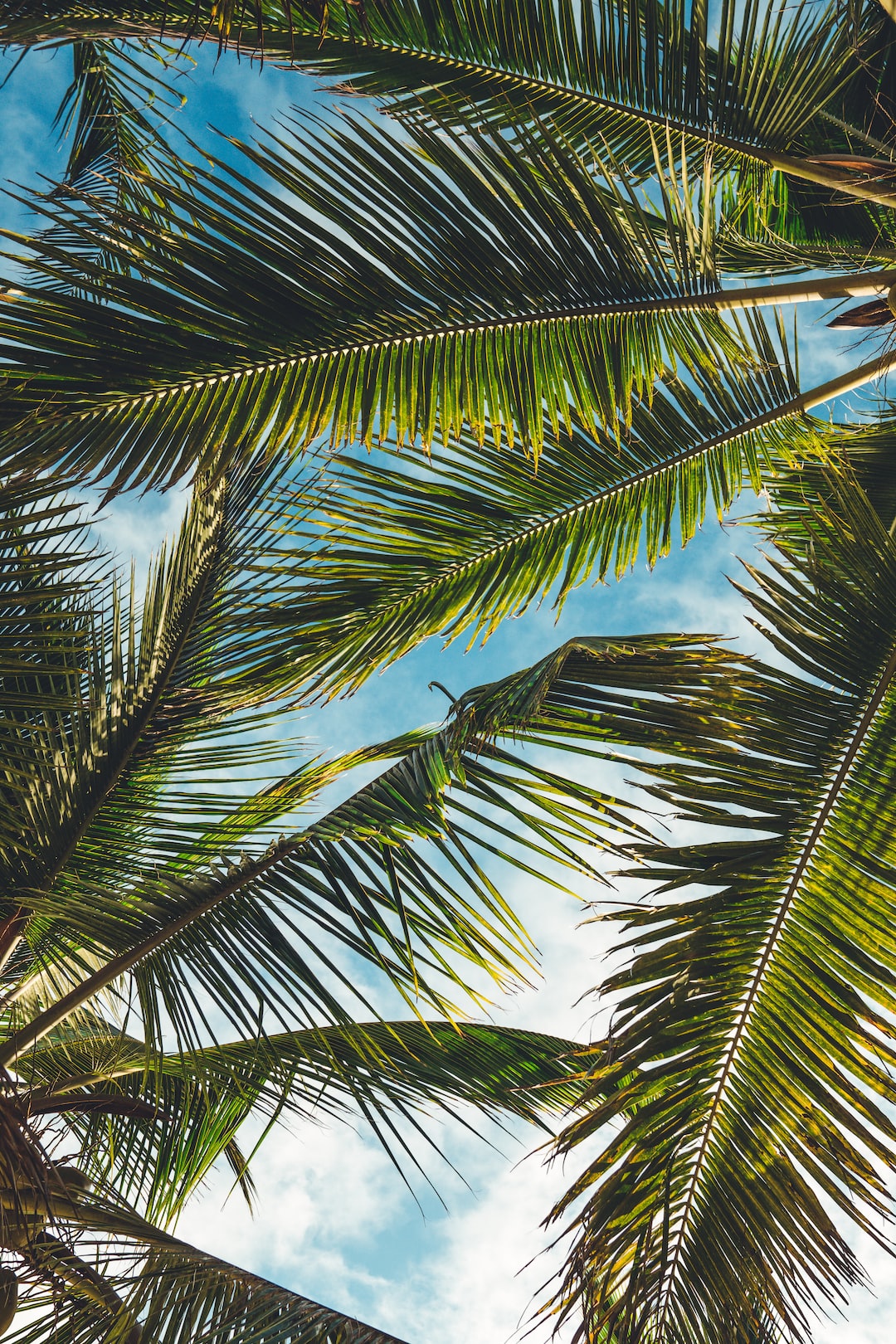 Tropical Wallpaper: Free HD Download [HQ]
