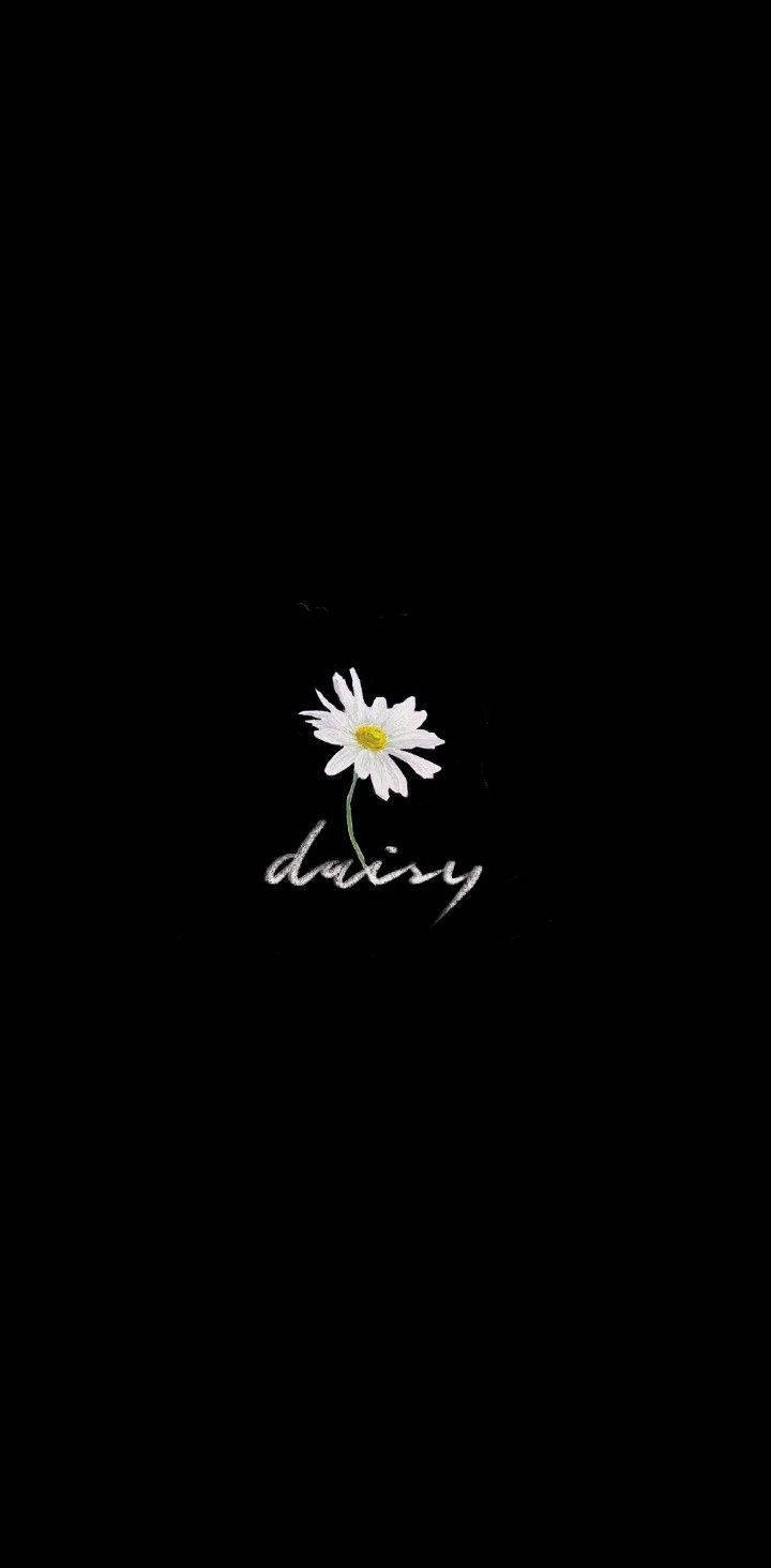 Download Peaceminusone Daisy Flower Wallpaper