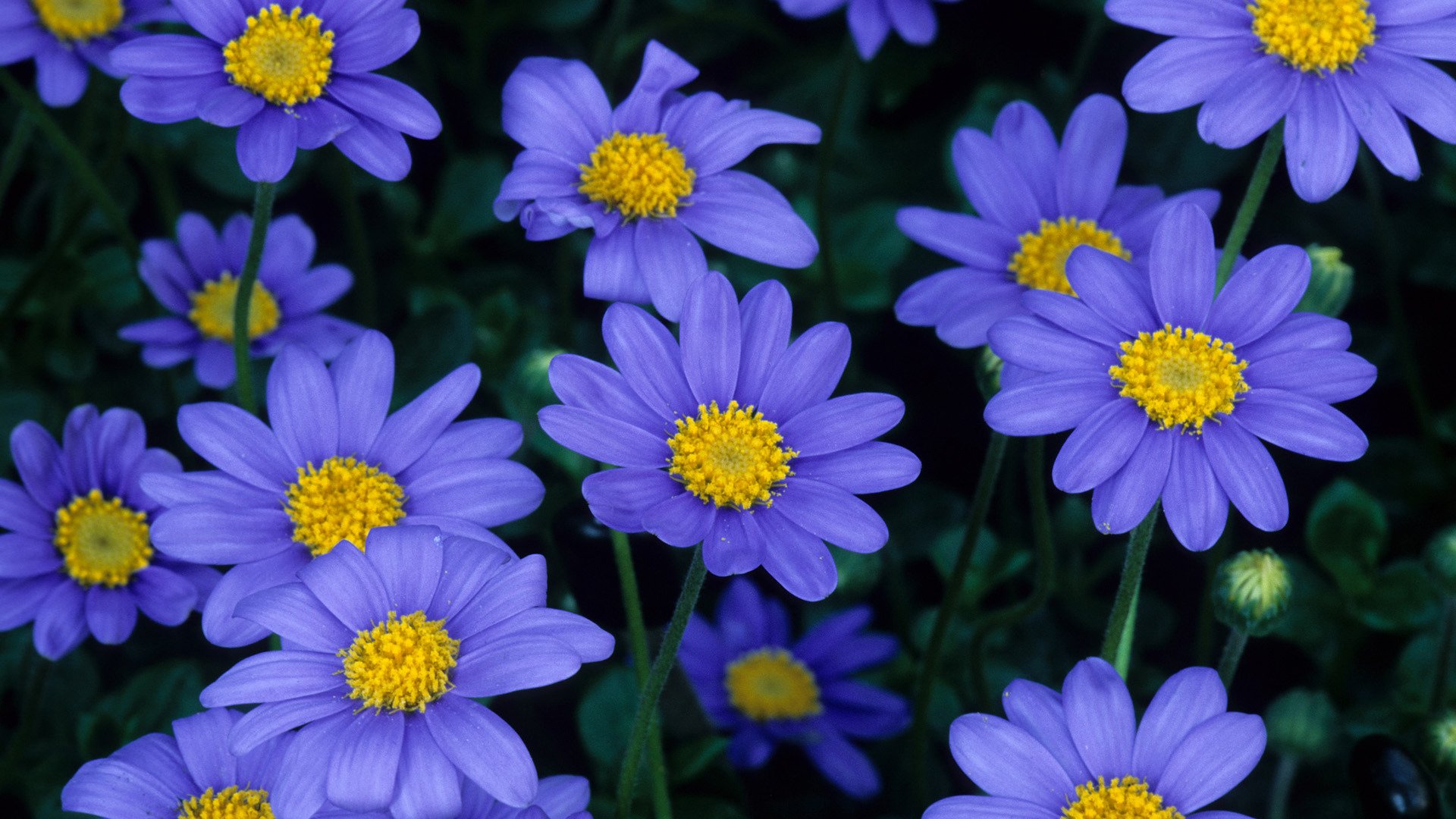 Blue Beautiful Daisy Flower Highdefinition Free Wallpaper Photo