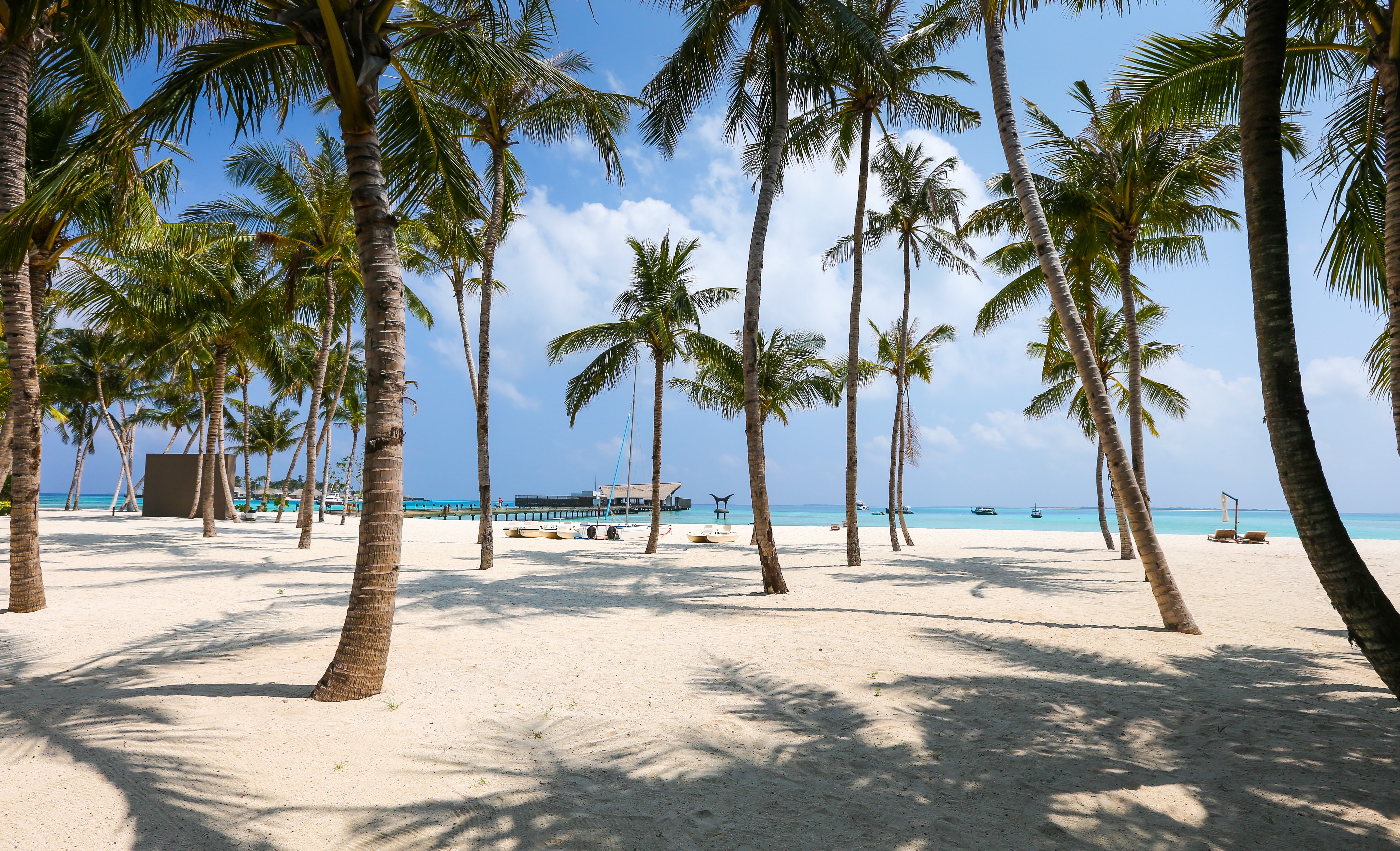 Photo of Beach and Palm Trees · Free