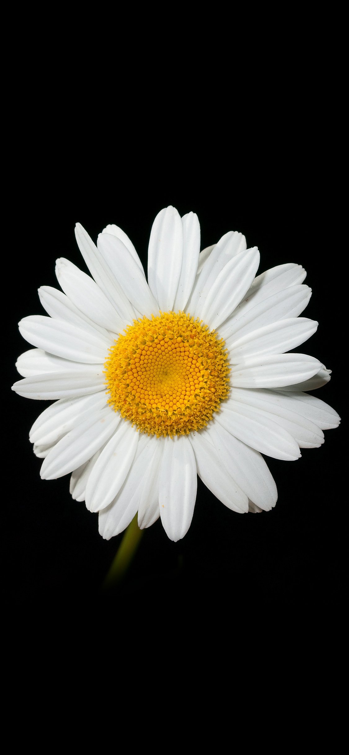 iPhone X wallpaper. daisy flower dark nature