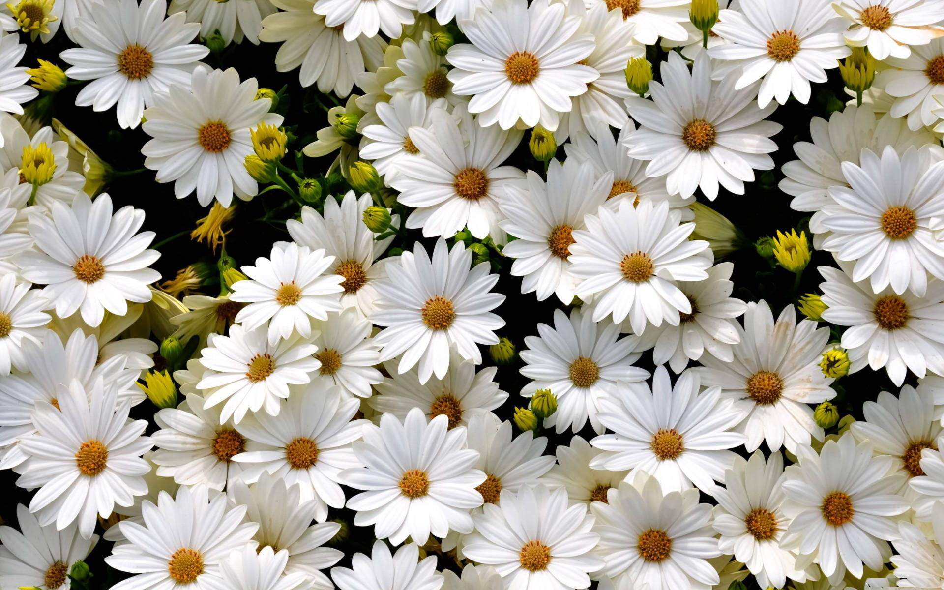 Download Blossoming White Daisy Flowers Wallpaper