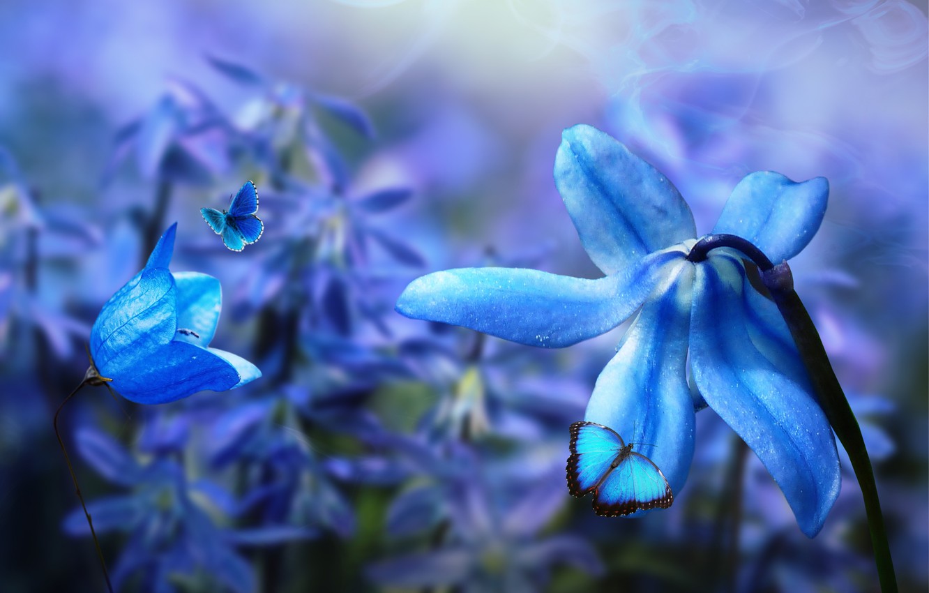 Wallpaper butterfly, flowers, nature, collage, digital art image for desktop, section рендеринг