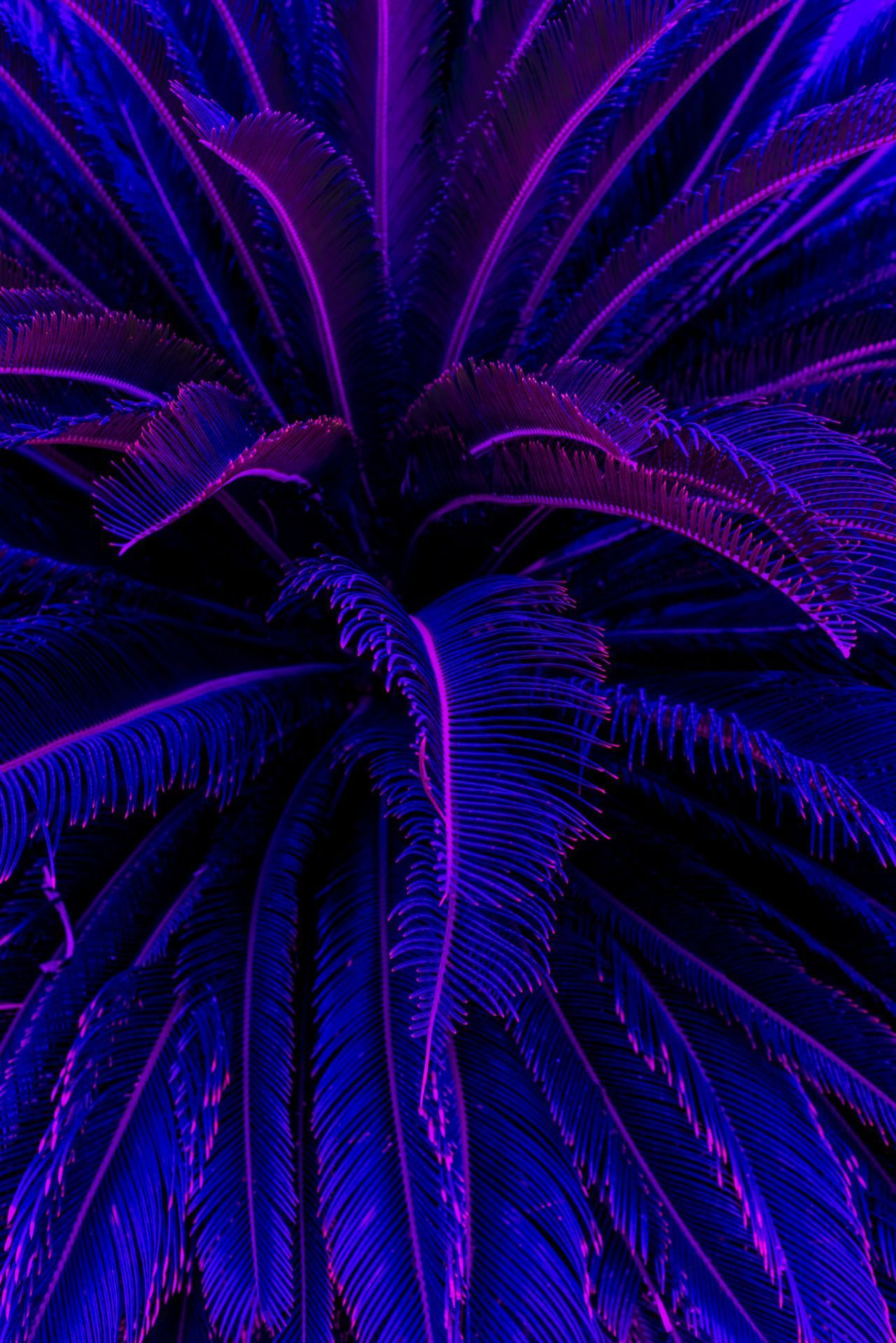Purple Aesthetic iPhone Wallpaper